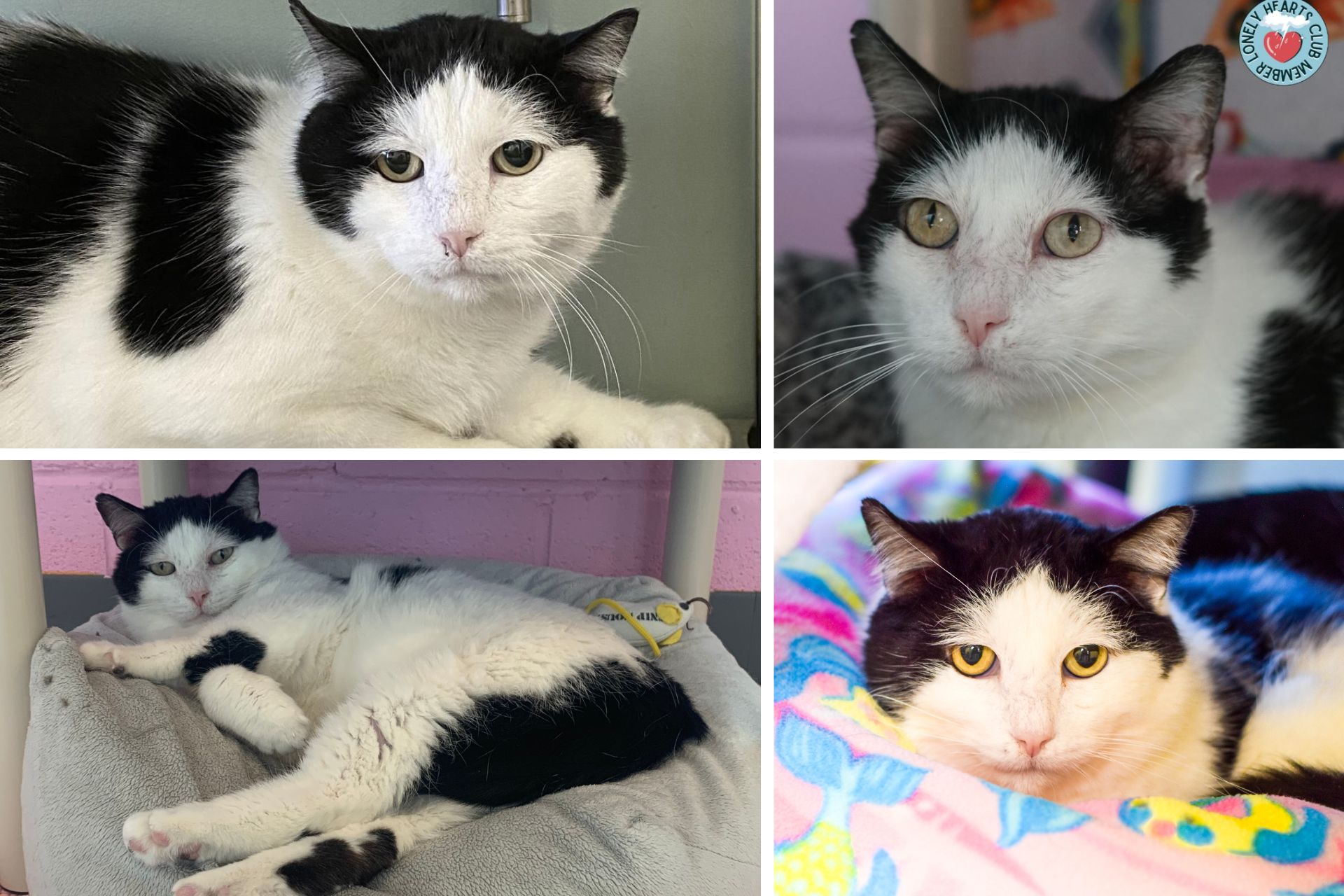 collage of a black and white cat