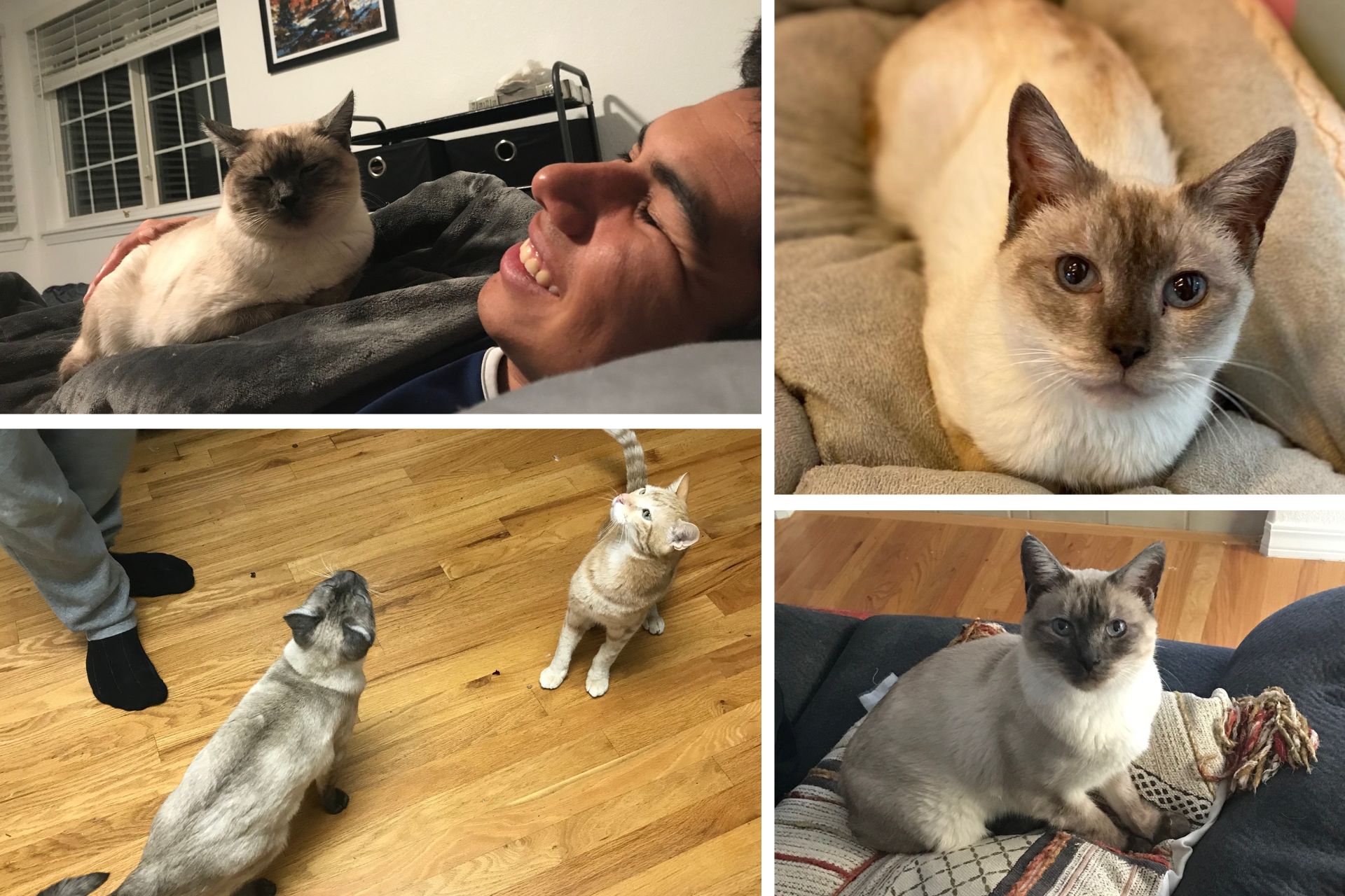 A photo collage of a Siamese cat