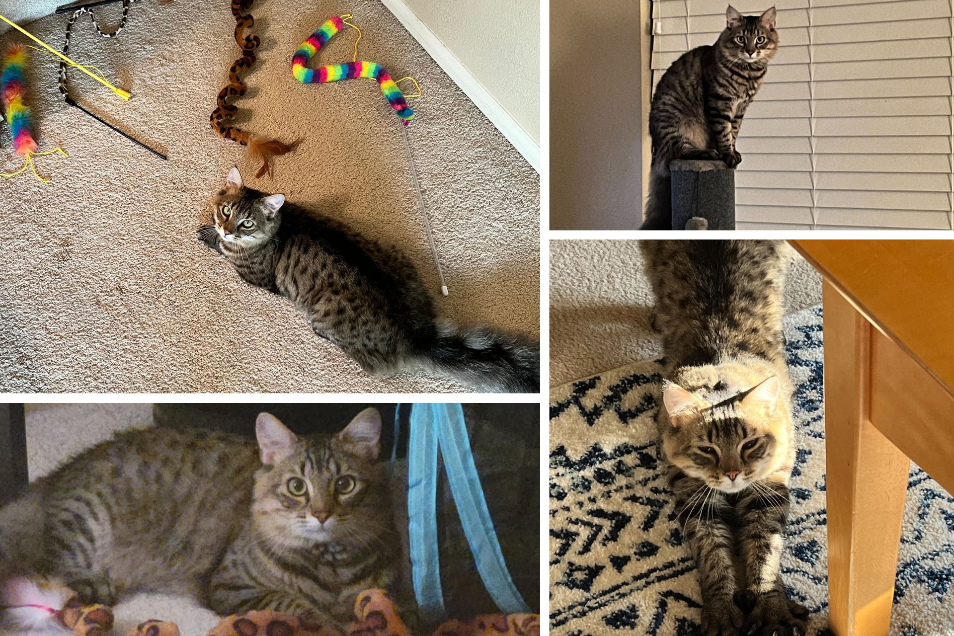 collage of a tabby cat