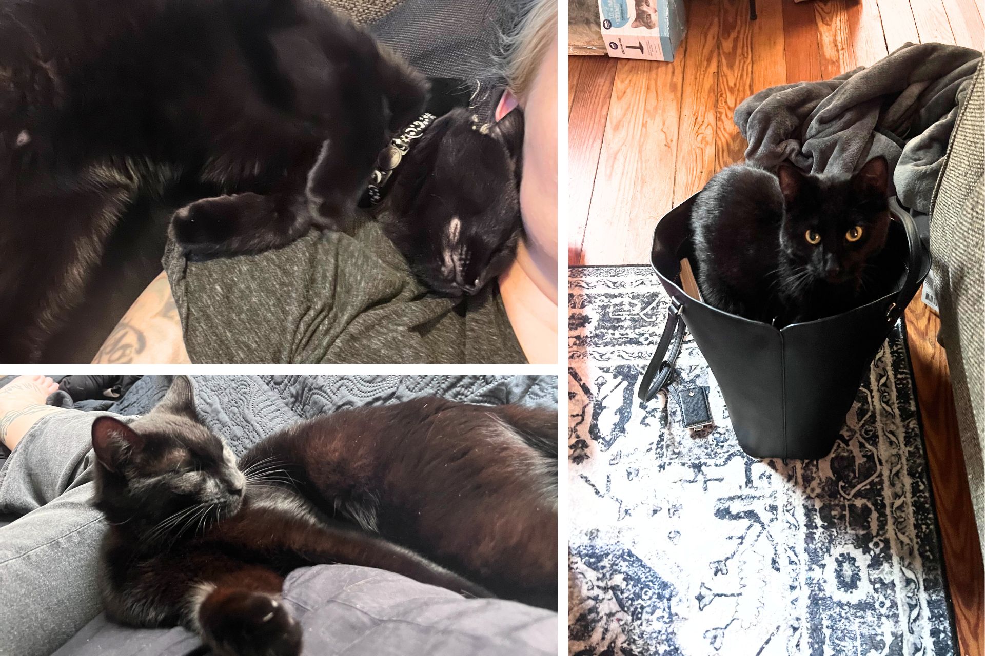 collage of black cat