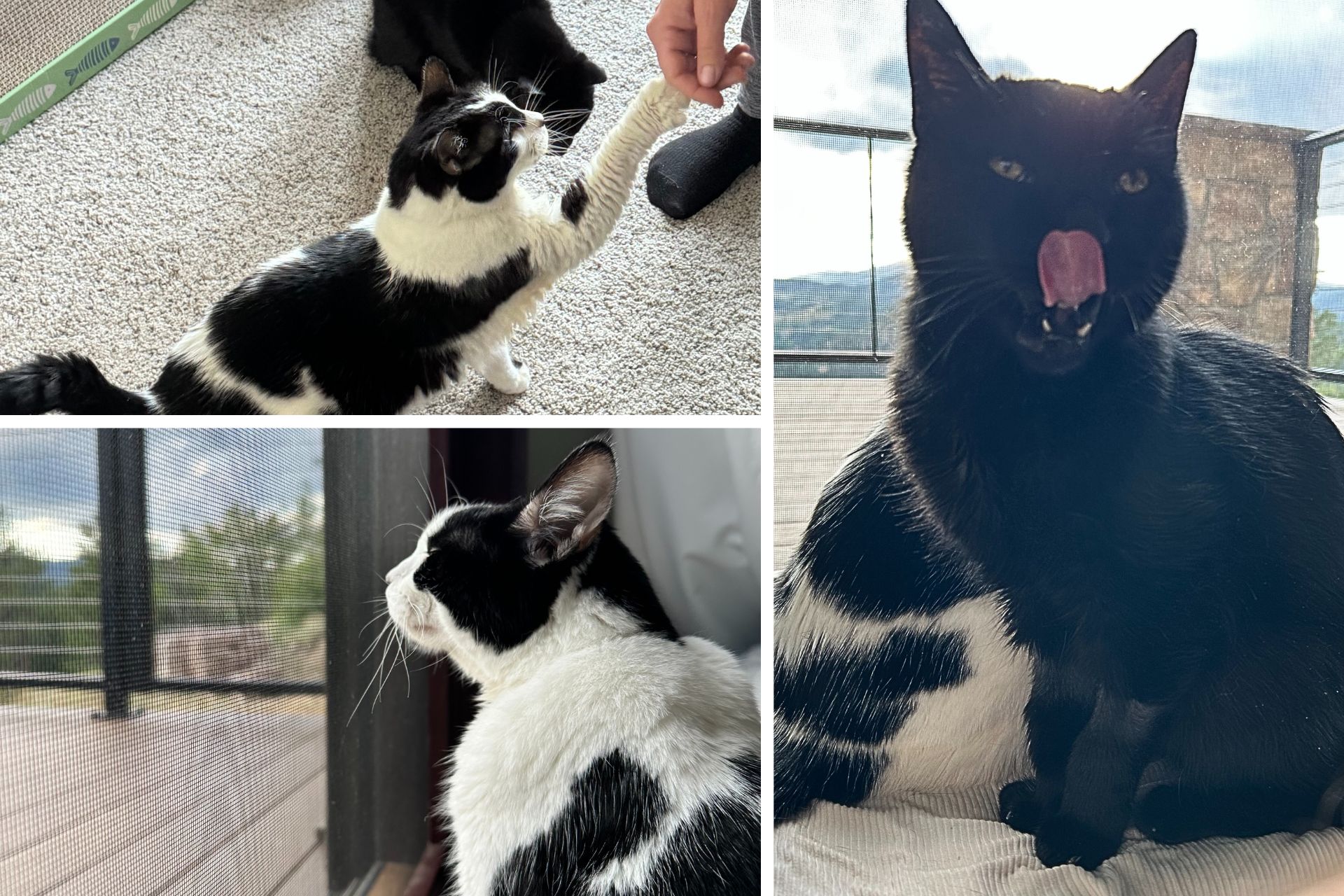 collage of black cat and black and white cat