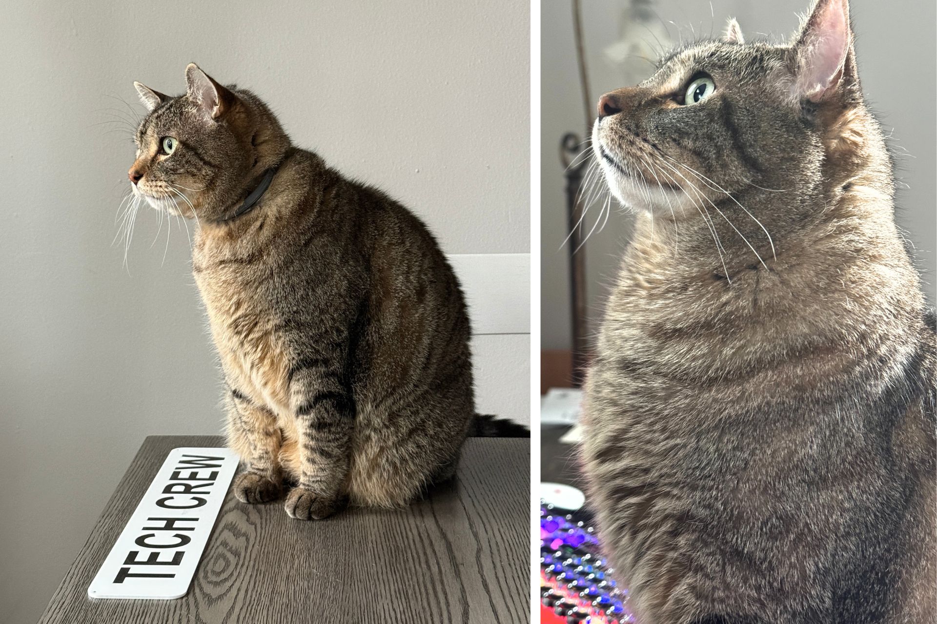 collage of tabby cat