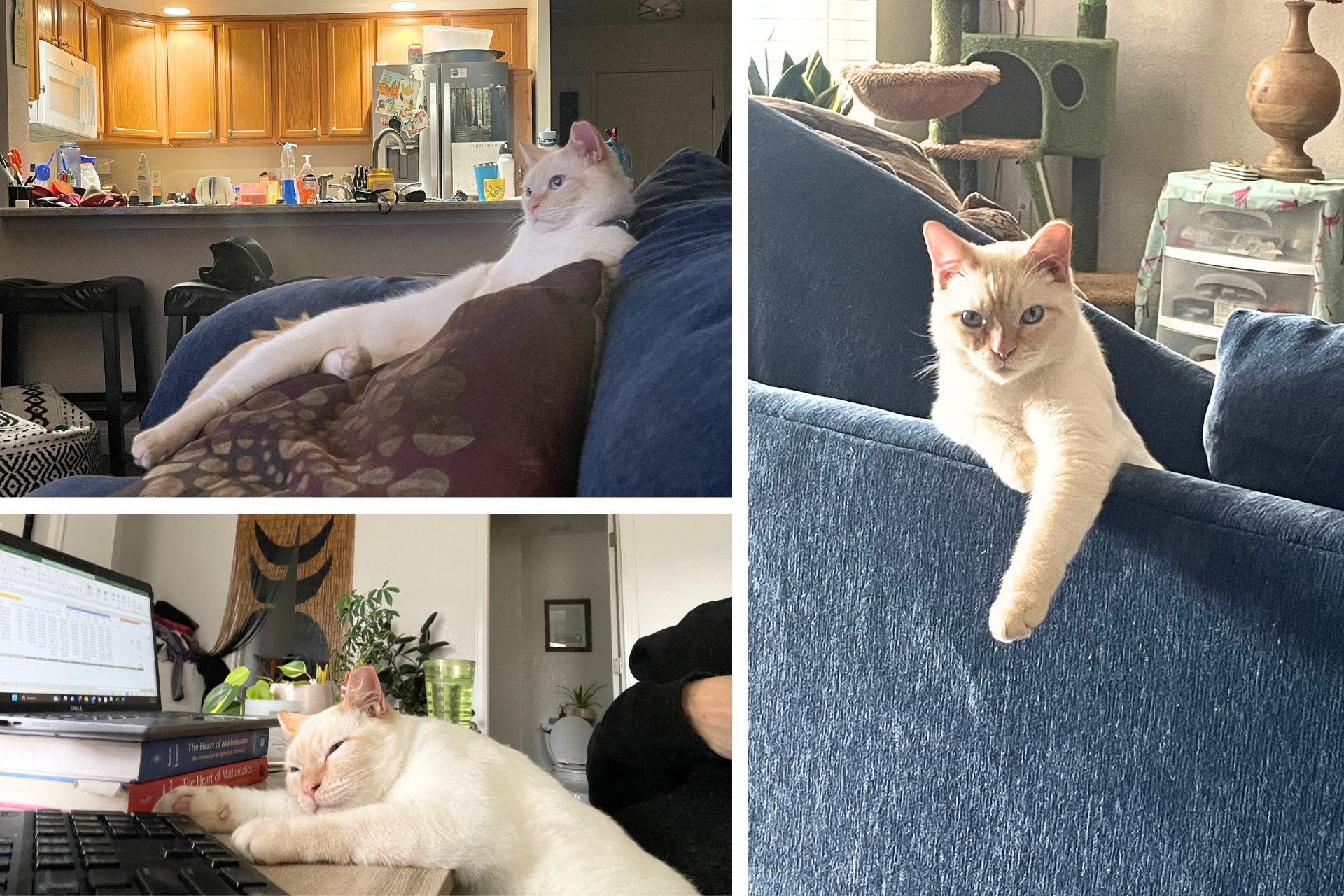 collage of cream colored cat