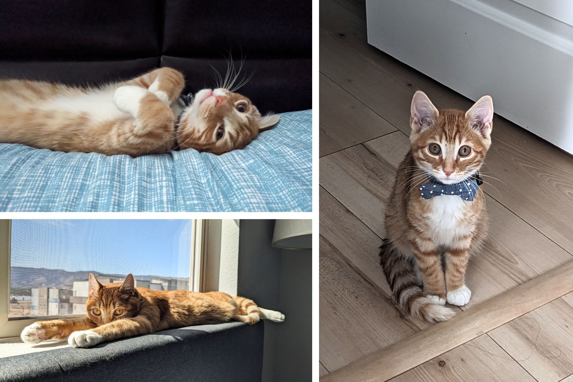 collage of orange cat