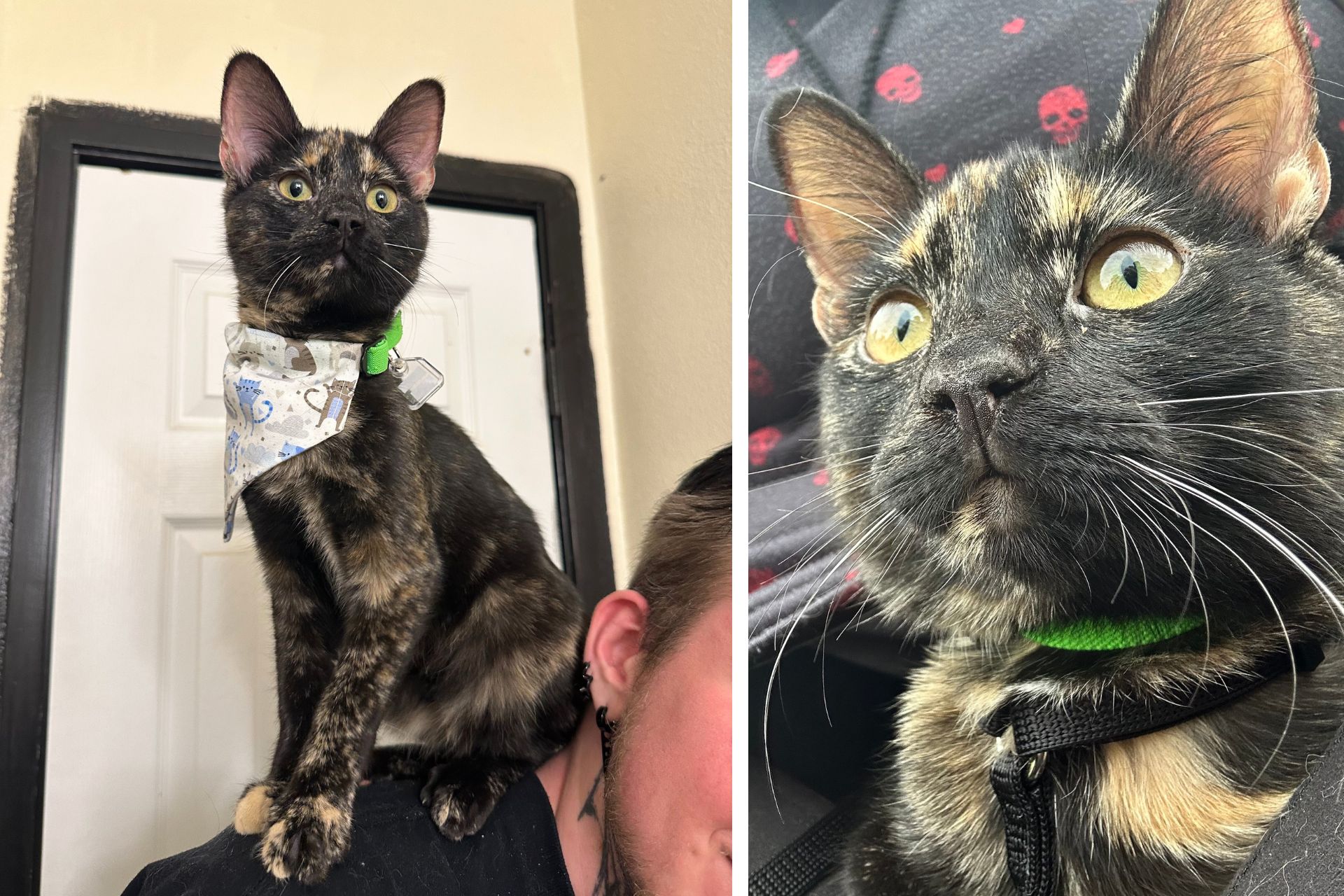 collage of tricolor cat