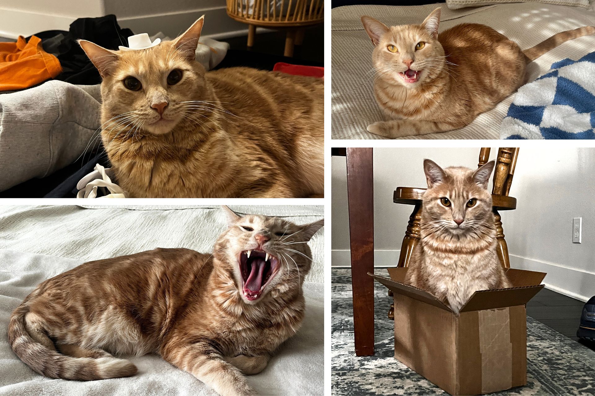collage of orange cat