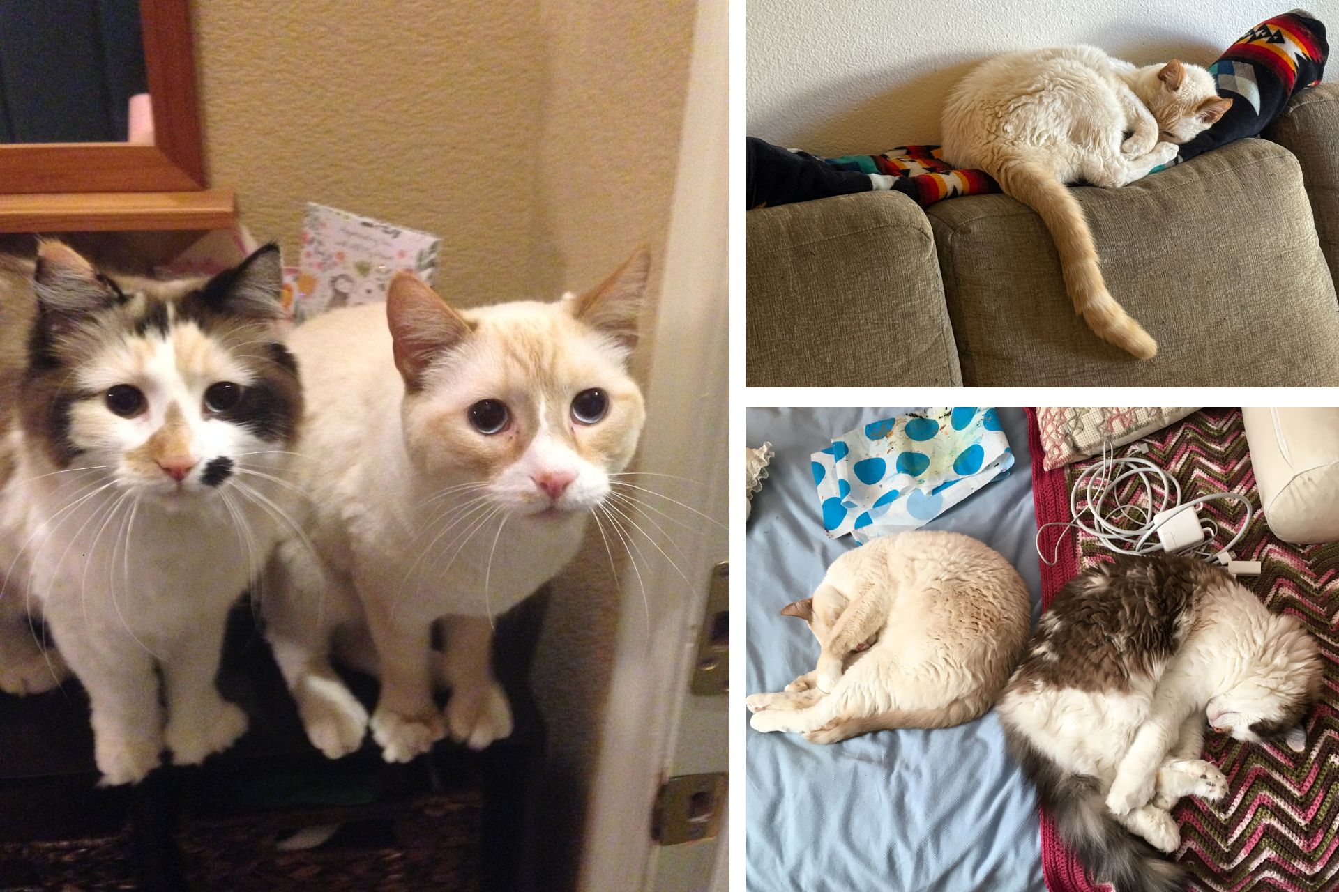 collage of calico and Siamese cats