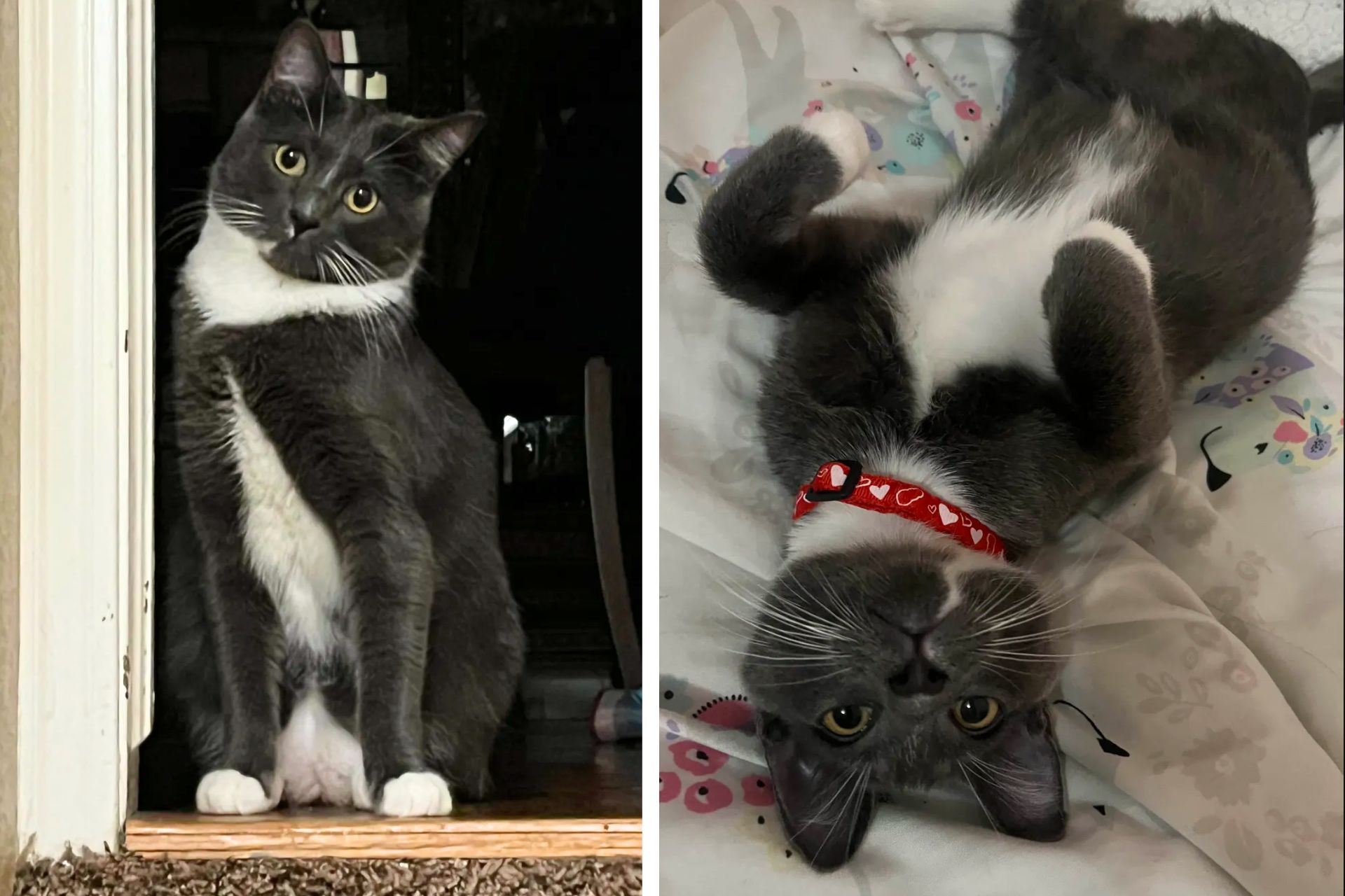 collage of grey and white cat