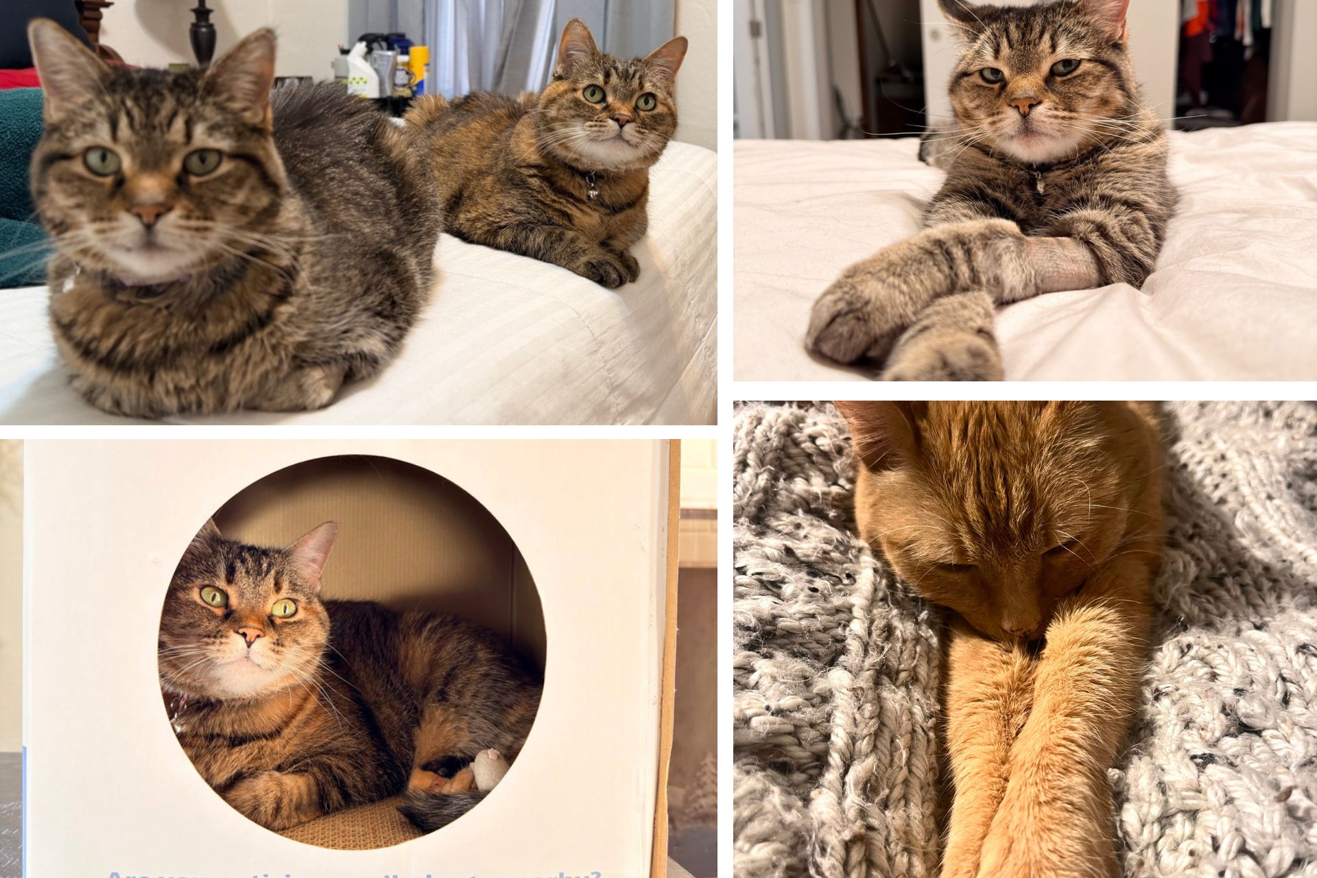 collage of tabby, tricolor, and orange cats