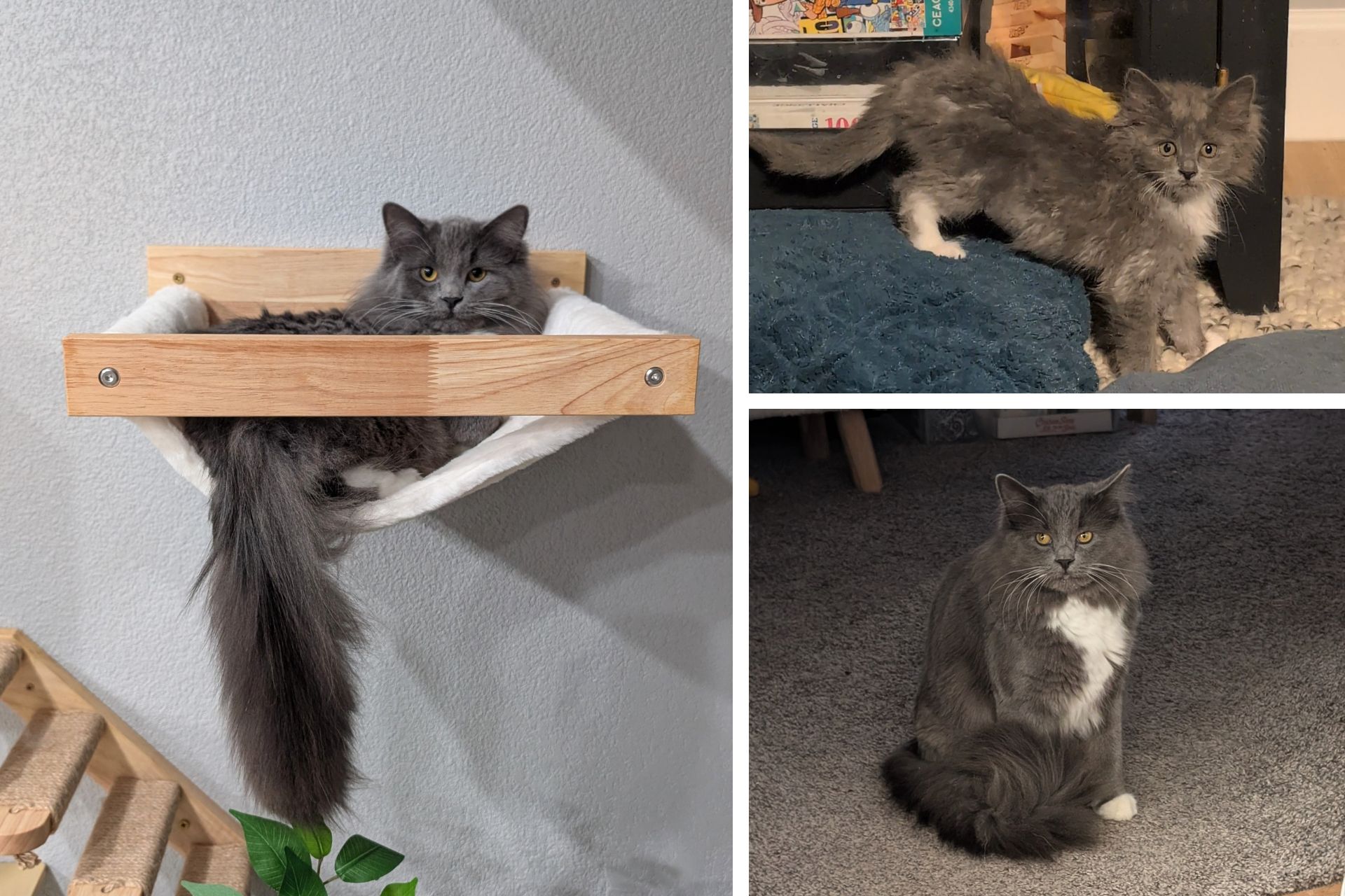 collage of gray cat from kitten to adult