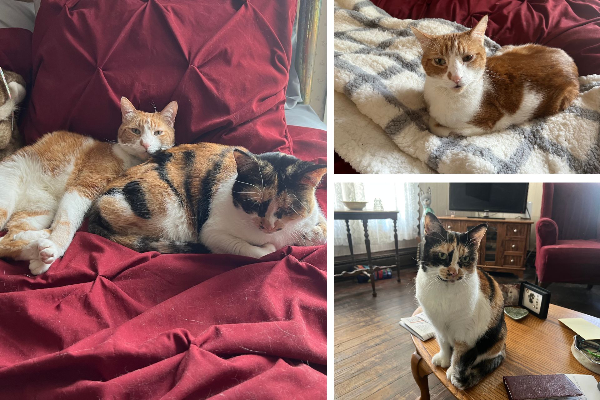 collage of orange and white and tricolor cats