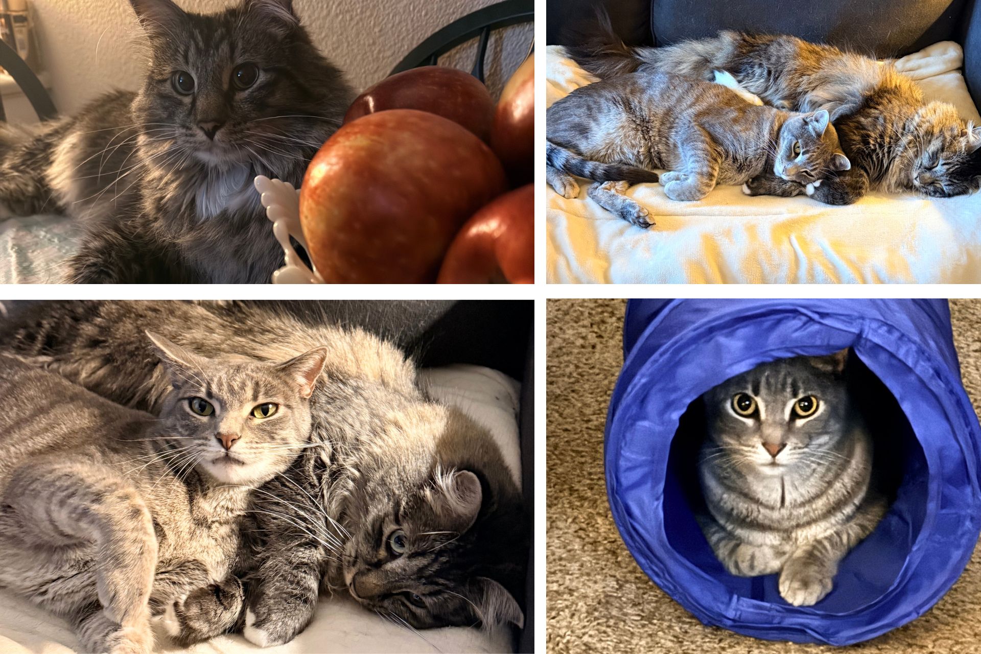 collage of tabby cats