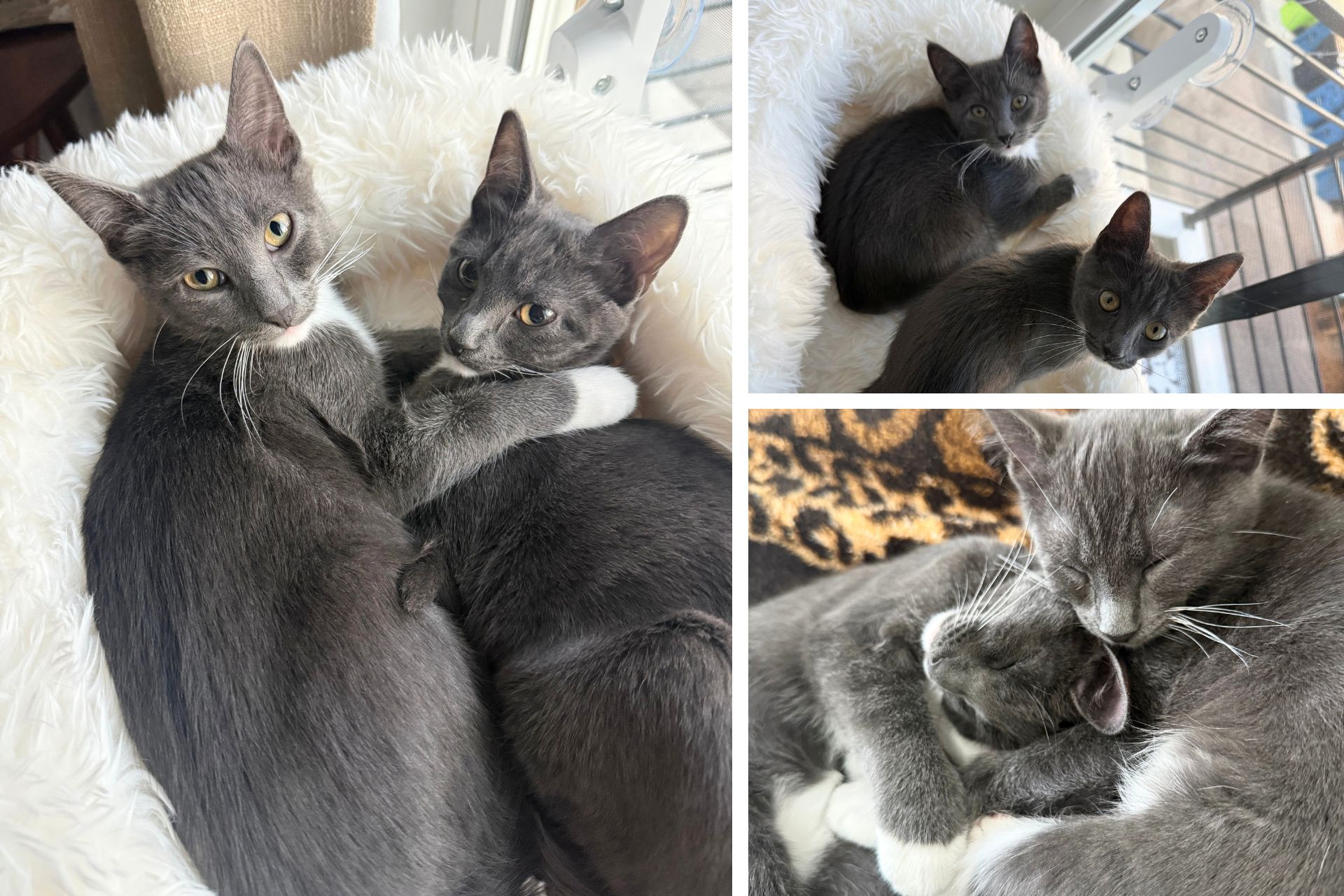 collage of two gray cats