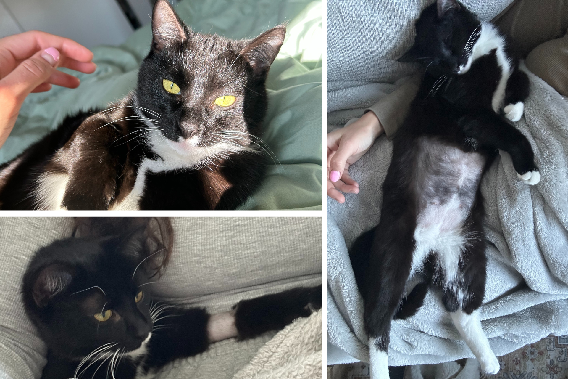 collage of a tuxedo cat