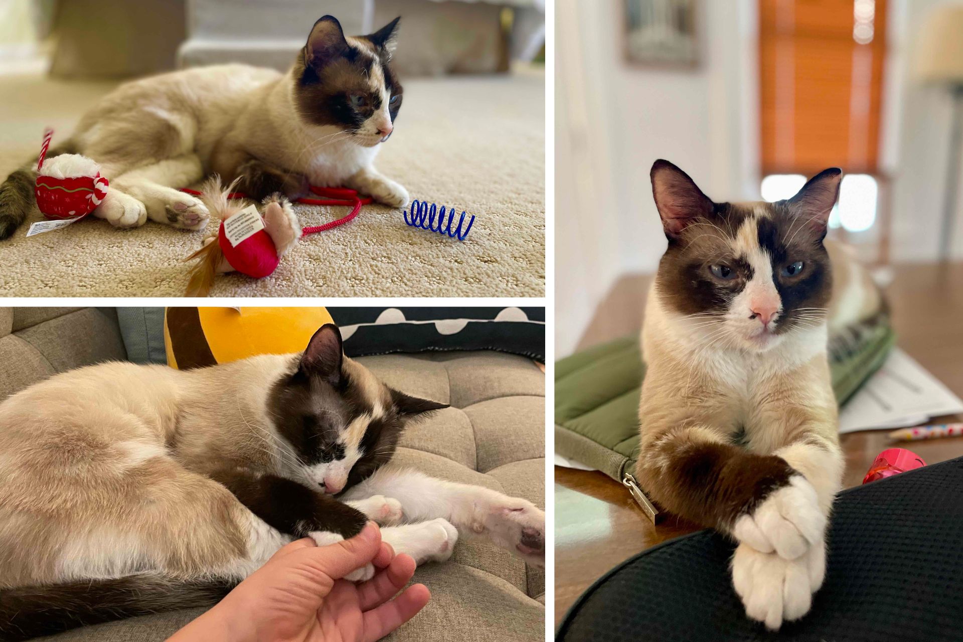 collage of Siamese cat