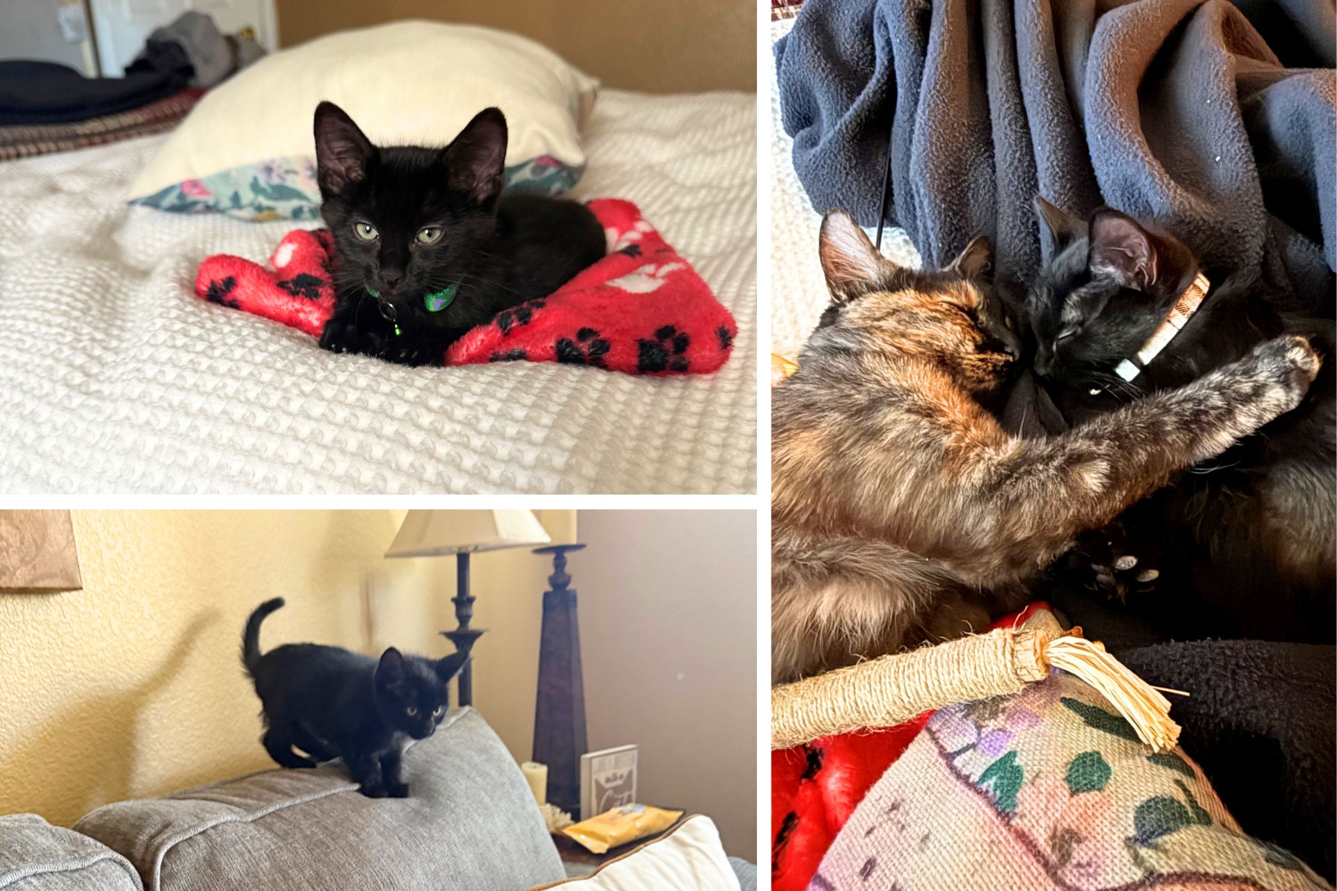 collage of a black kitten and tricolor cat