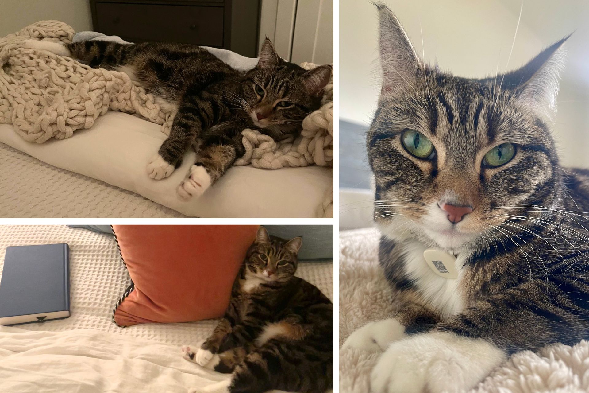 collage of a tabby cat