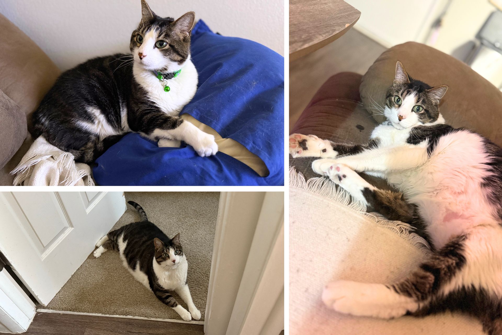 collage of tabby cat