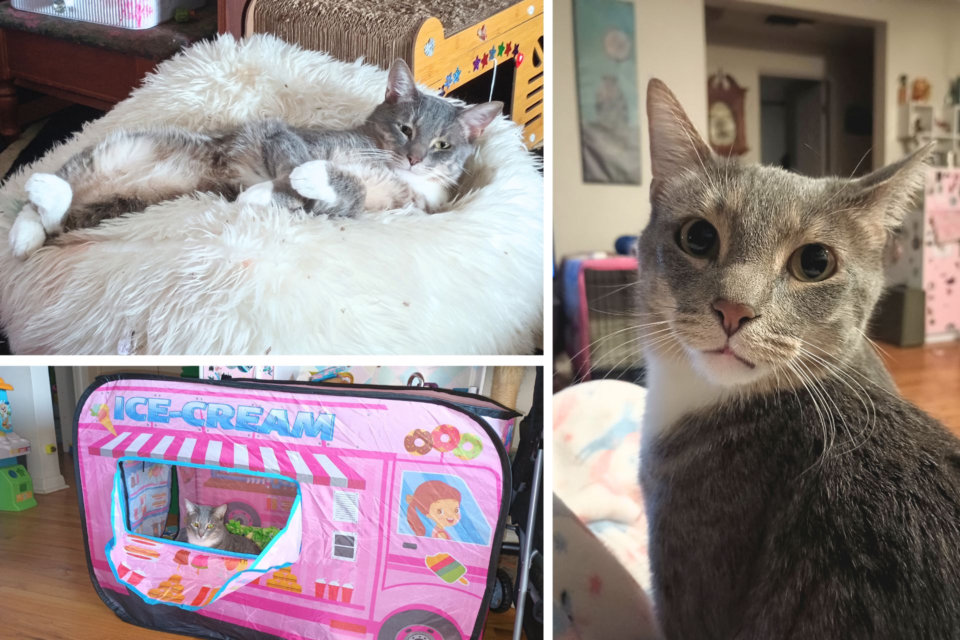 collage of dilute tricolor cat