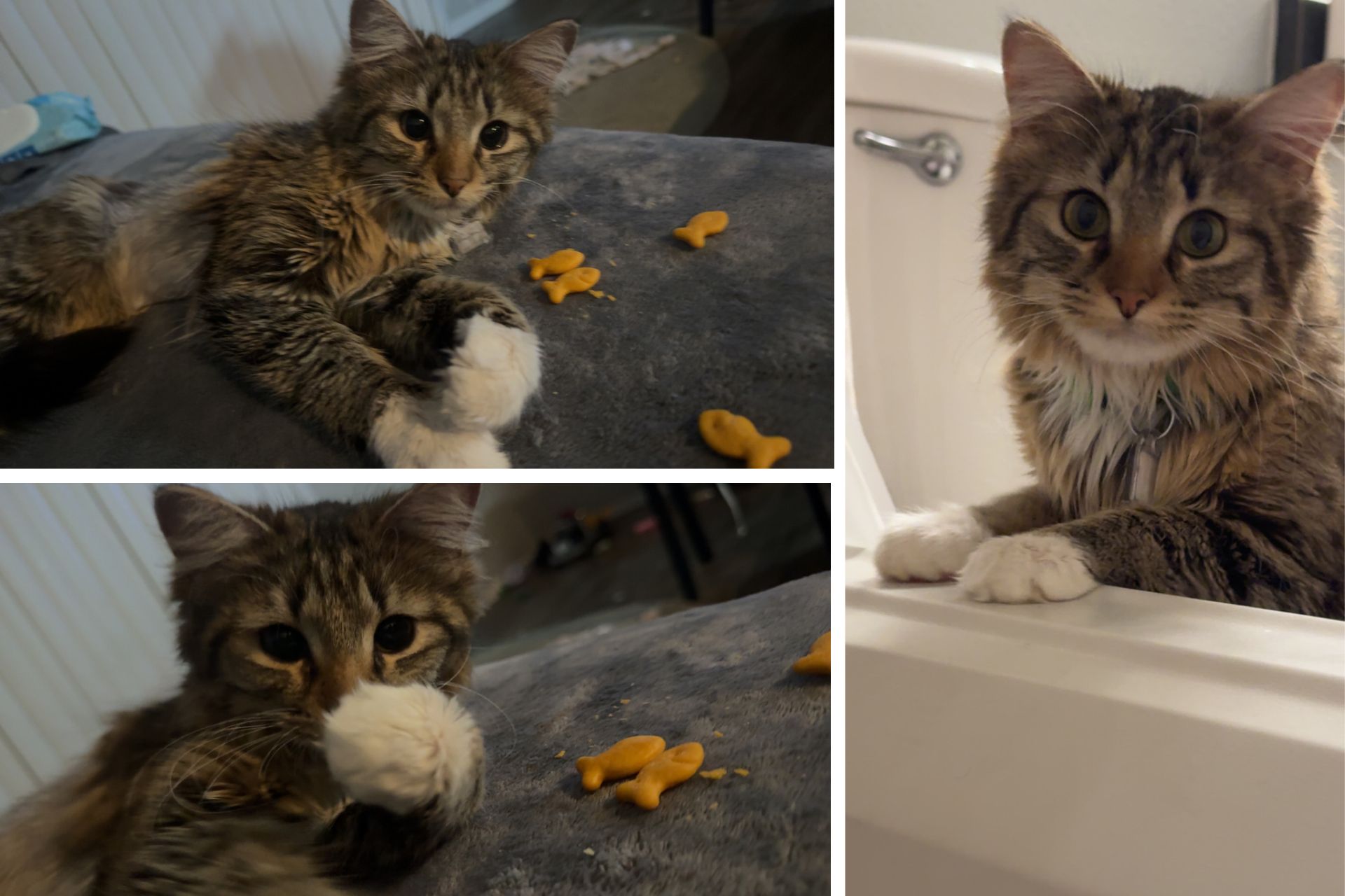 collage of a tabby cat