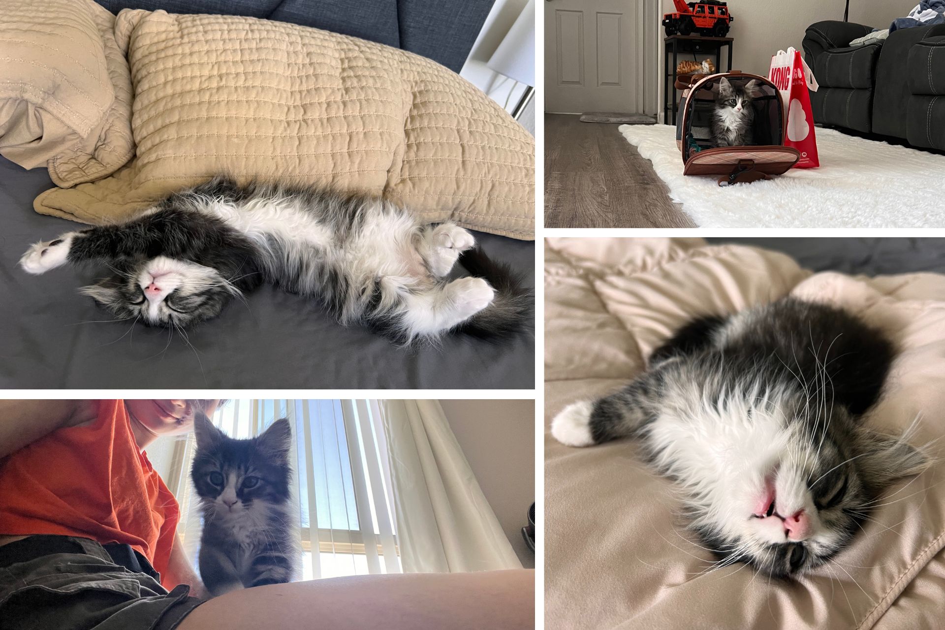 collage of a tabby cat
