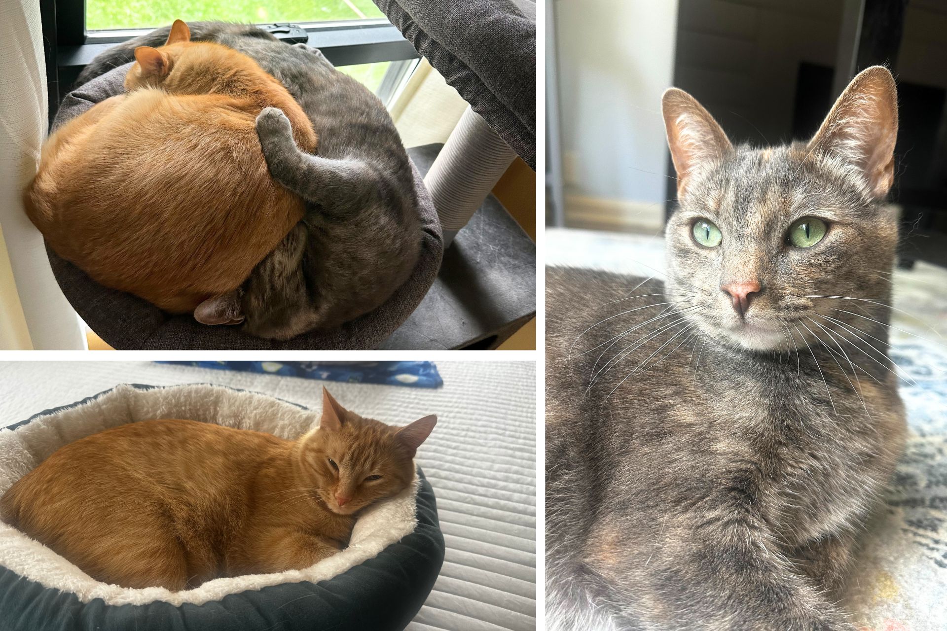 collage of a diluted tortoise and orange cat