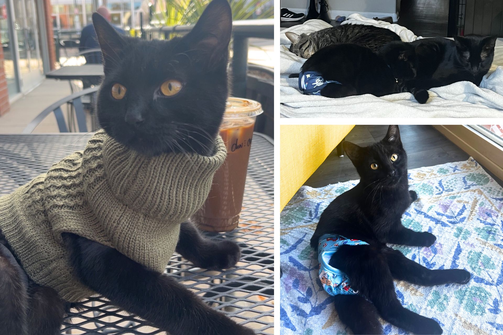 collage of black cat