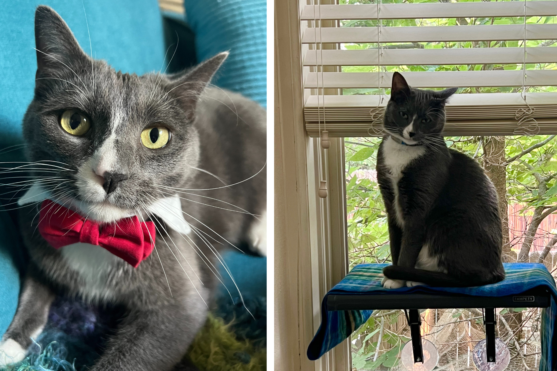 Collage grey and white cat