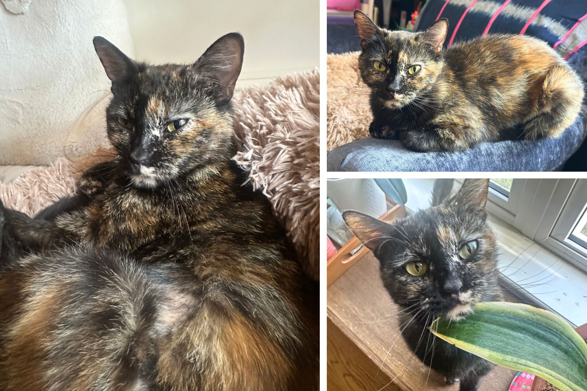 collage of tortie cat