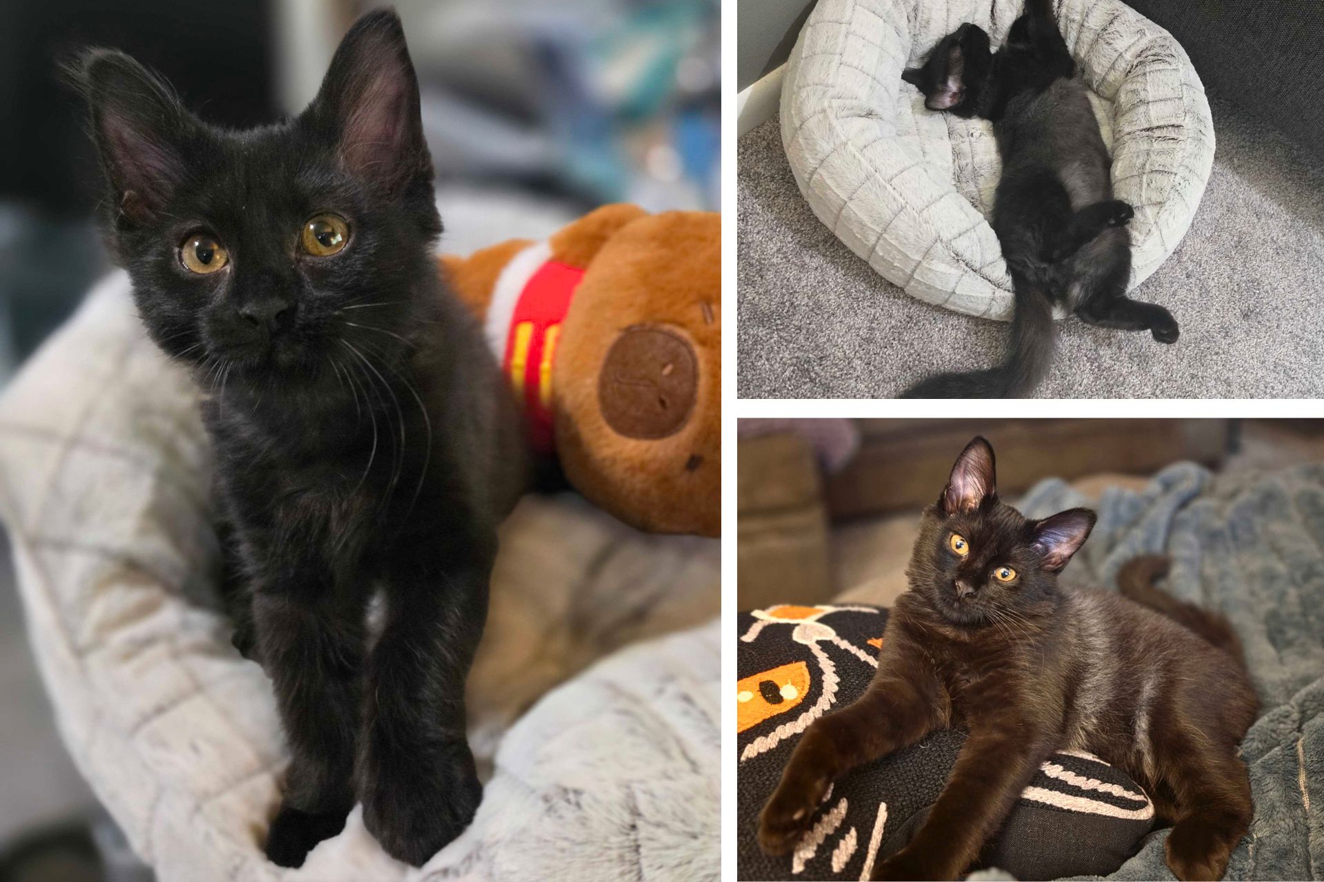 collage of black kitten