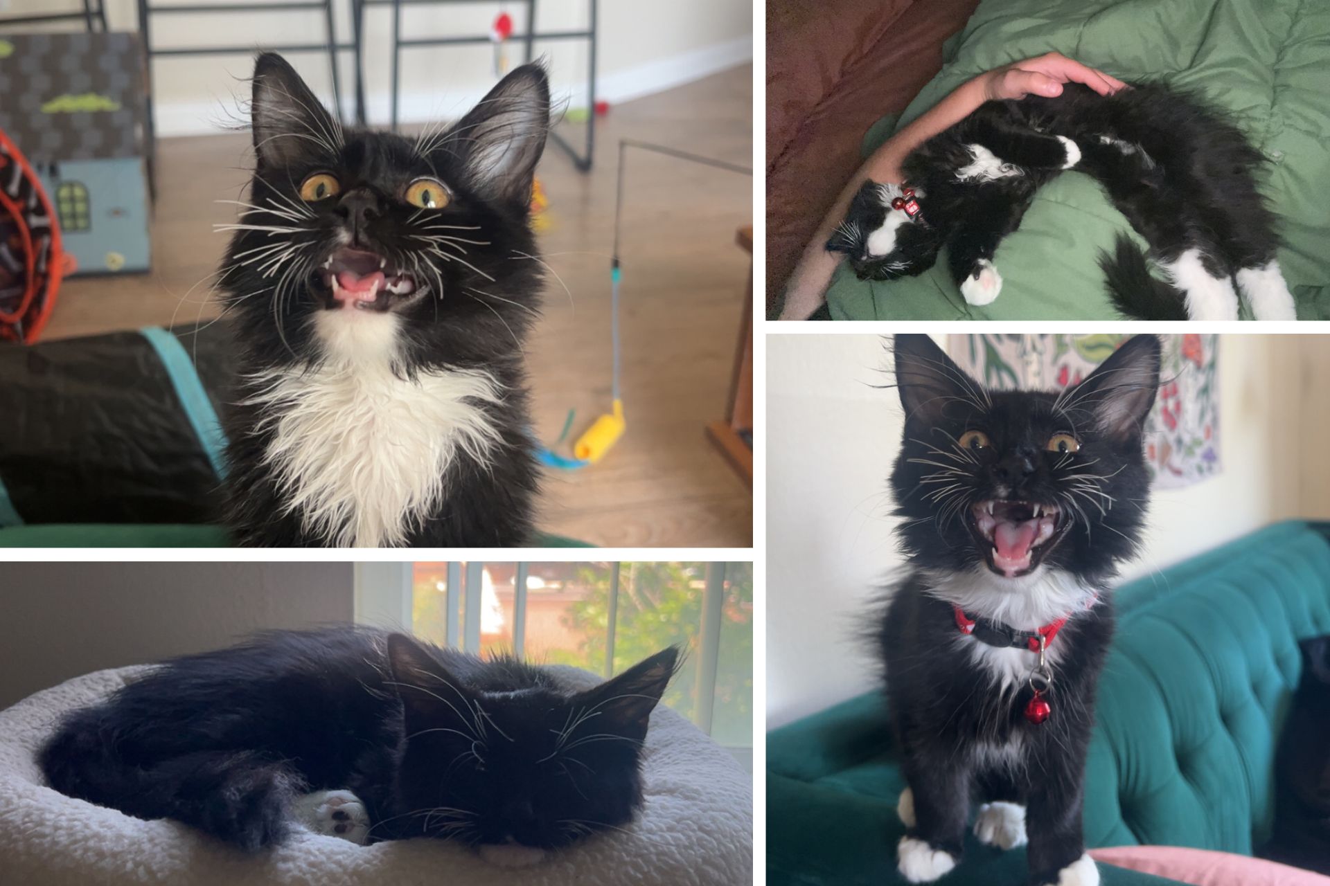 collage of tuxedo kitten
