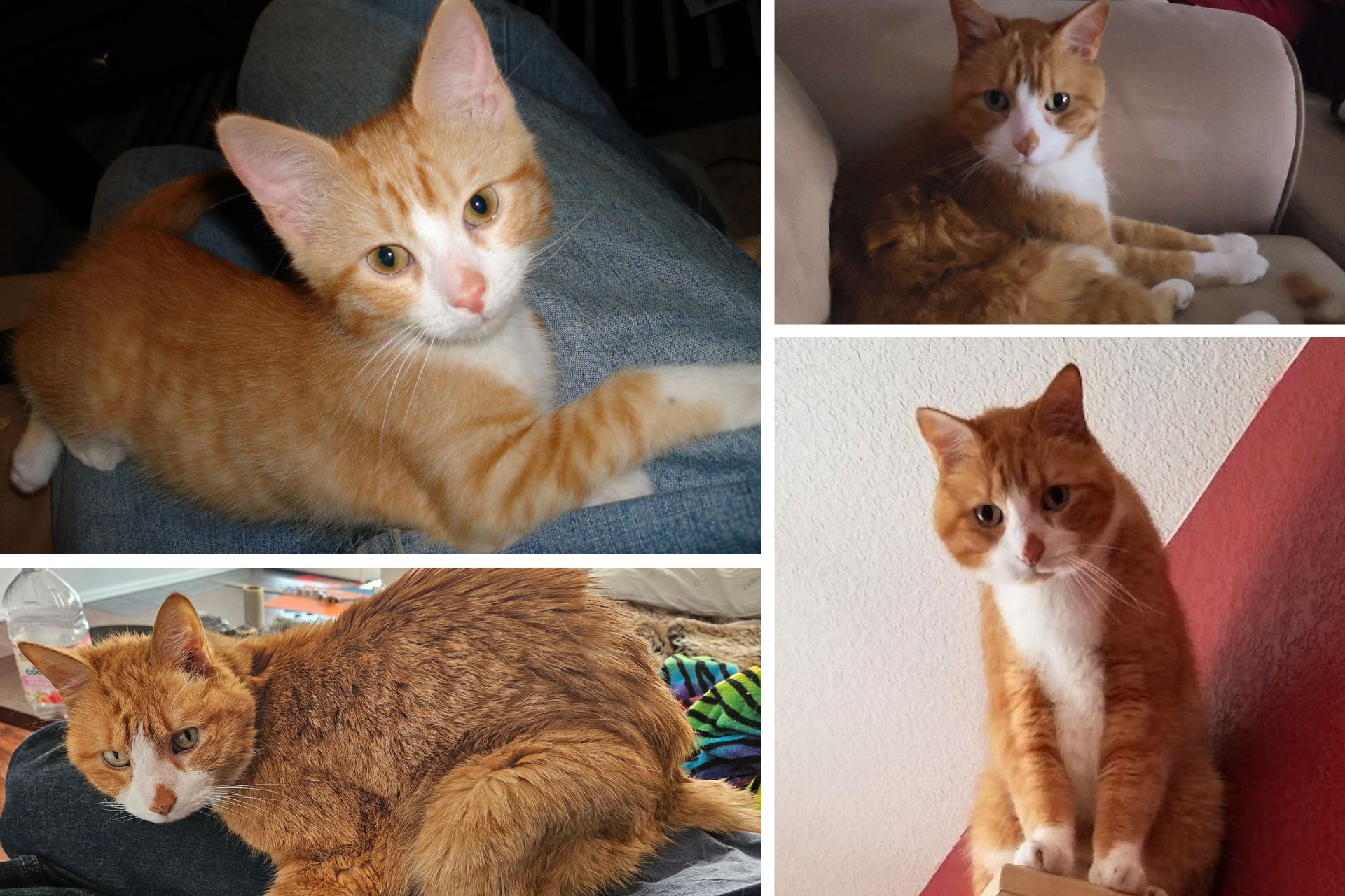 collage of an orange cat