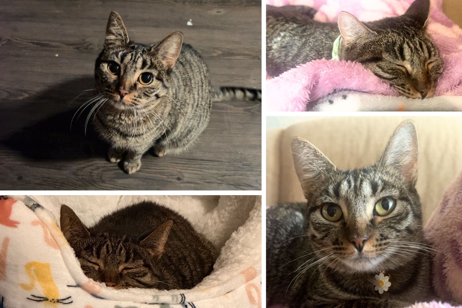 collage of a tabby cat