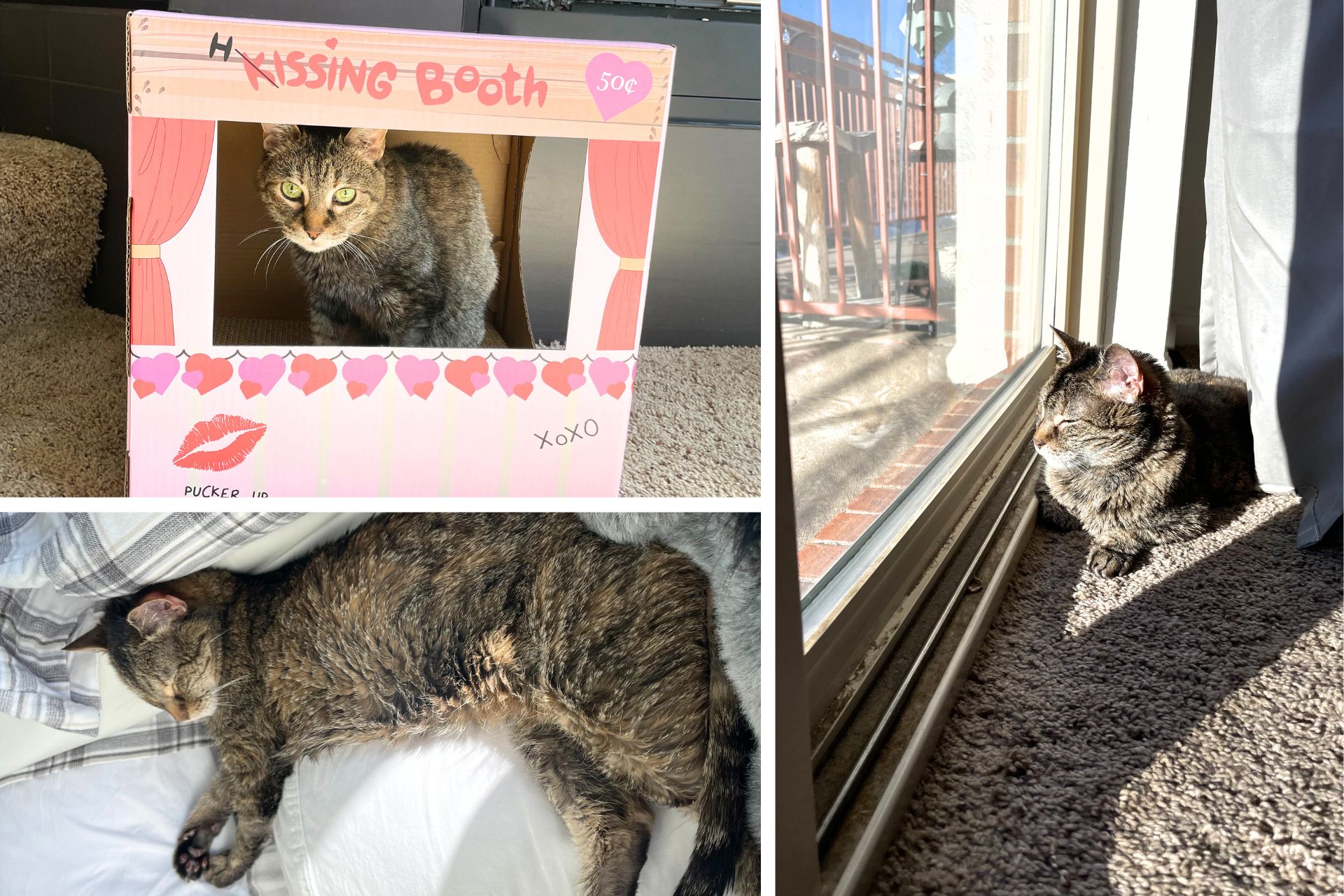 collage of tabby cat