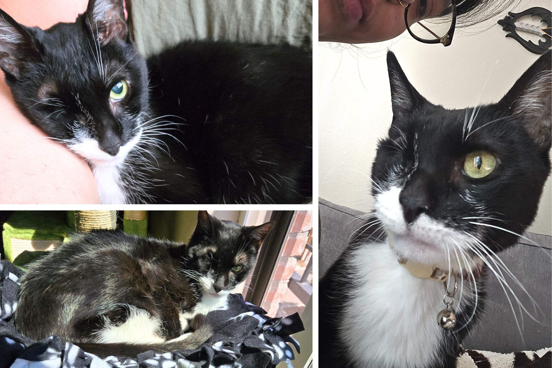 collage of tuxedo cat
