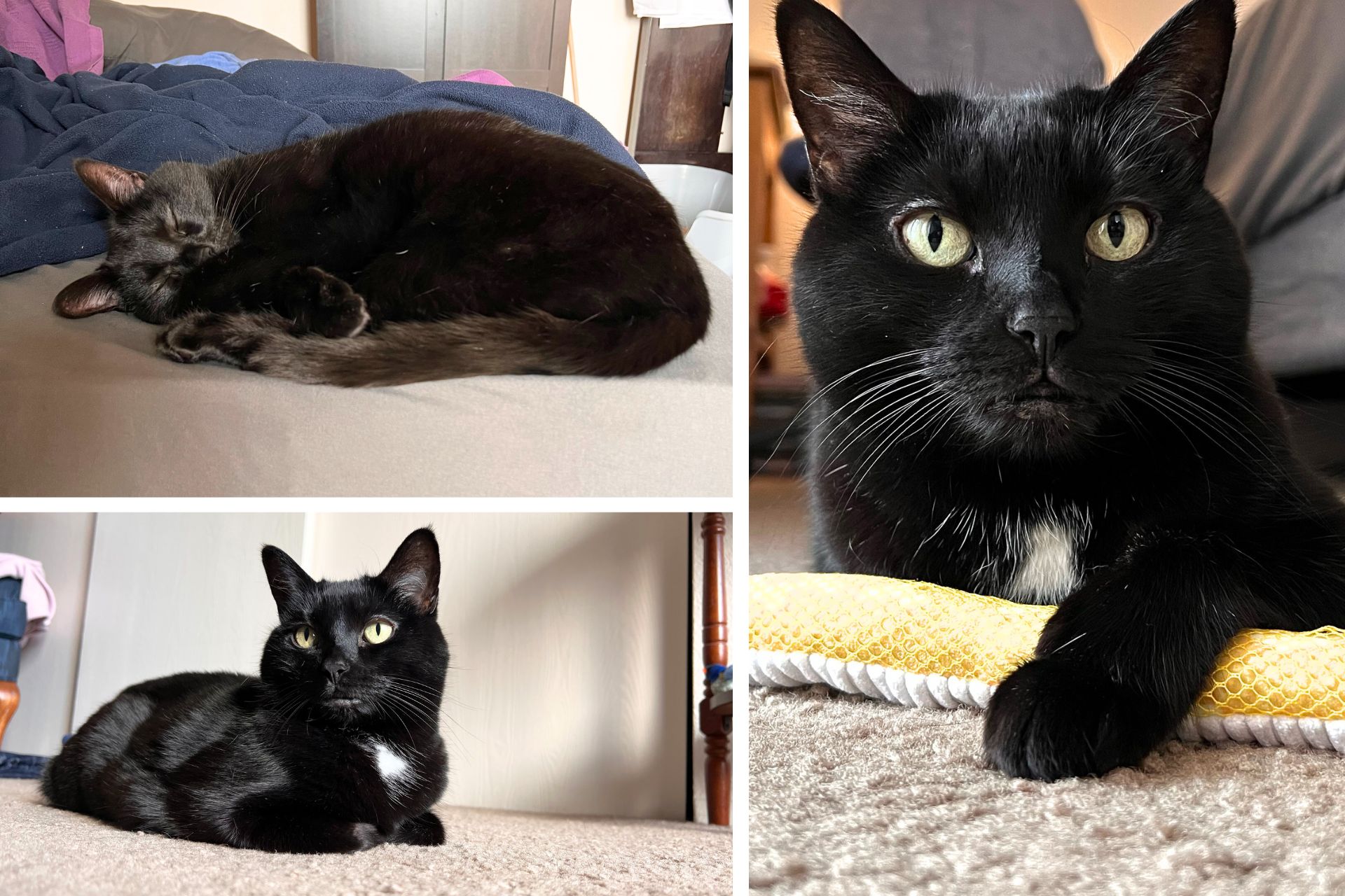 collage of black cat