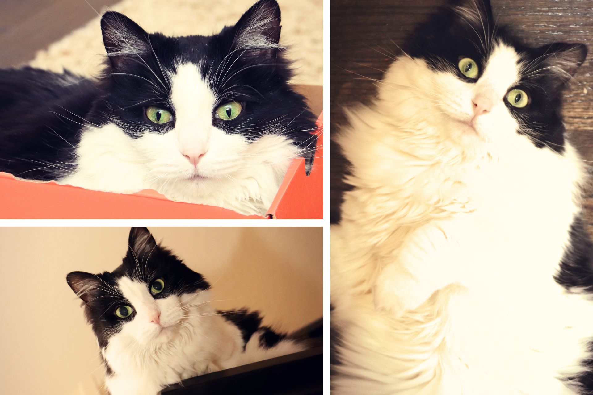 collage of long-haired tuxedo cat