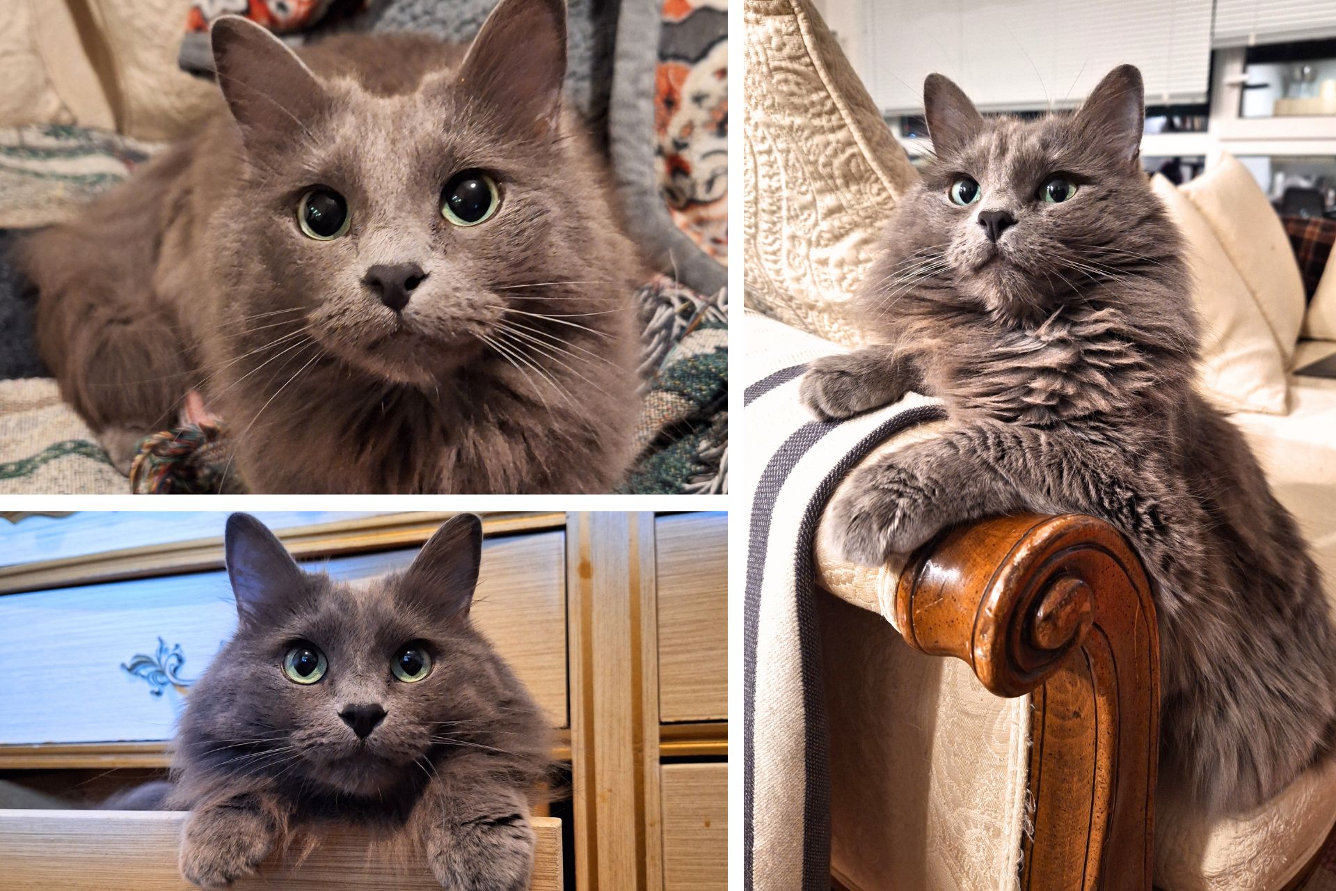 collage of gray cat