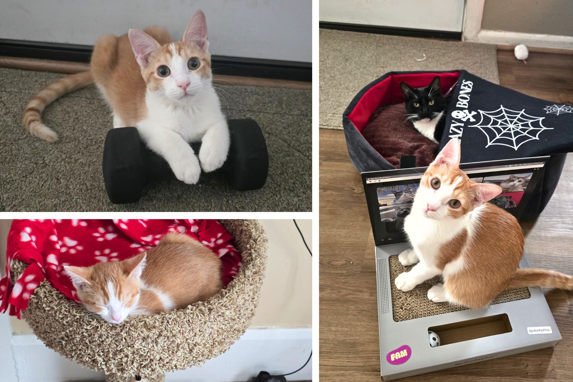 collage of orange cat