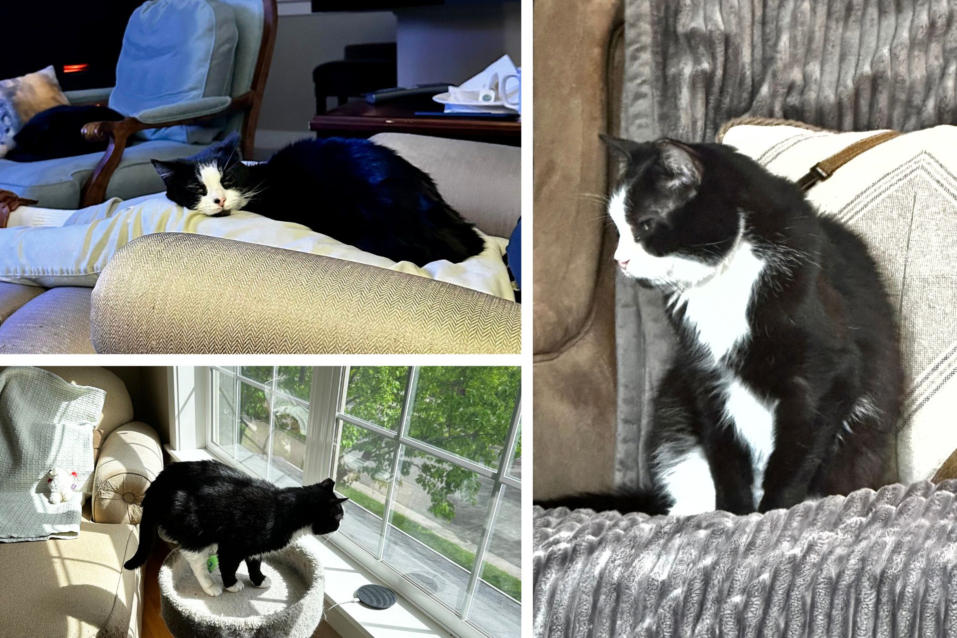 collage of tuxedo cat