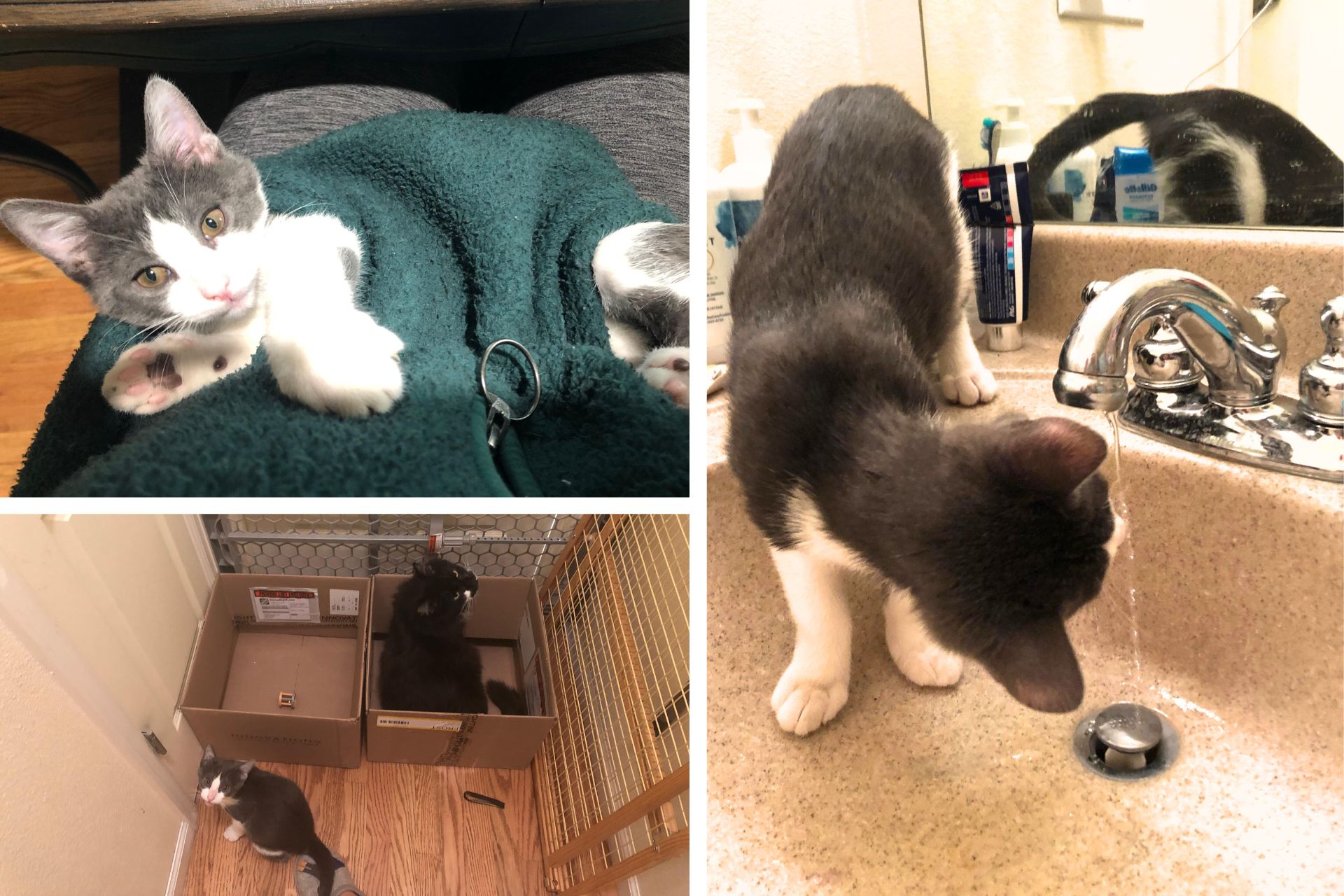 collage of grey and white cat