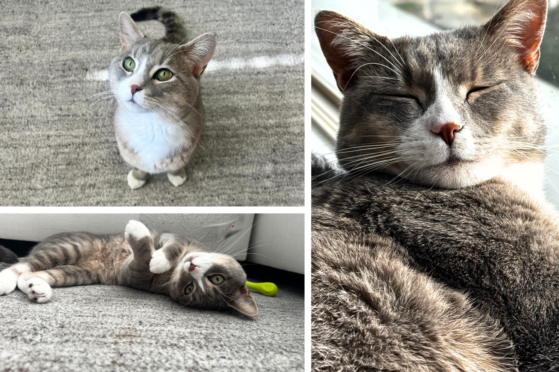 collage of tabby cat