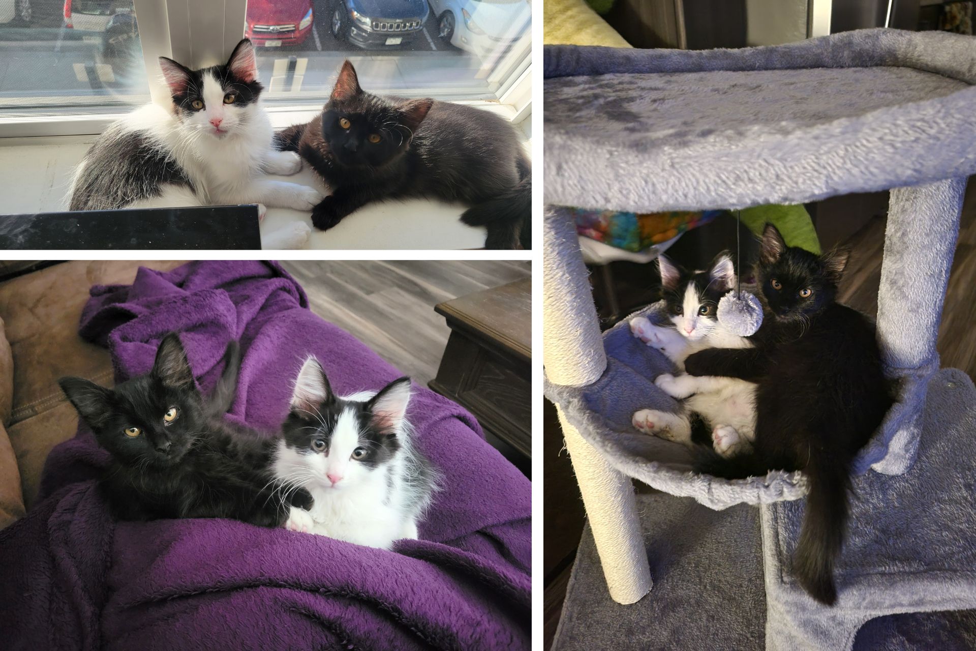 collage of two kittens