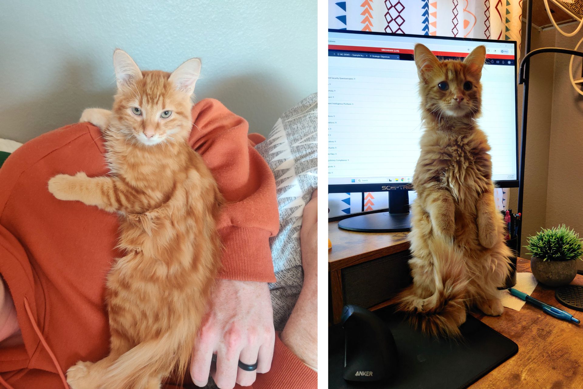 collage of orange cat