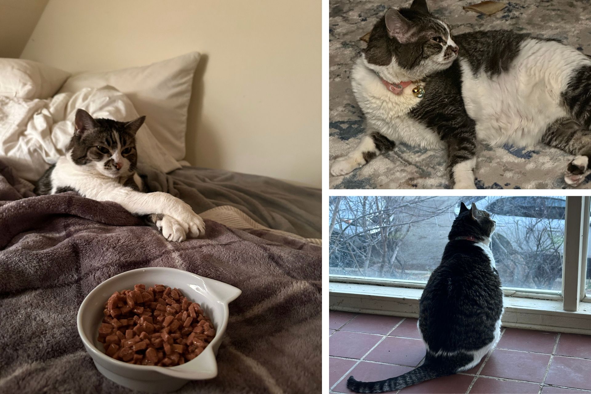 collage of tabby cat