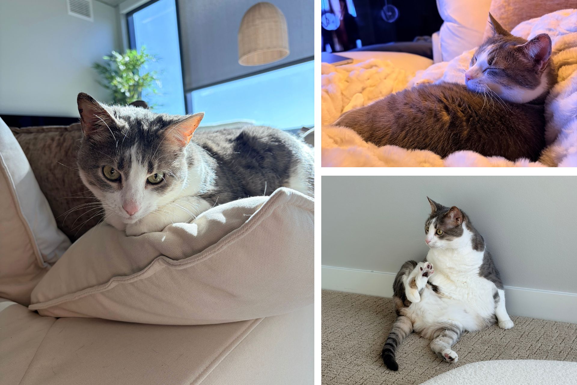 collage of tabby cat