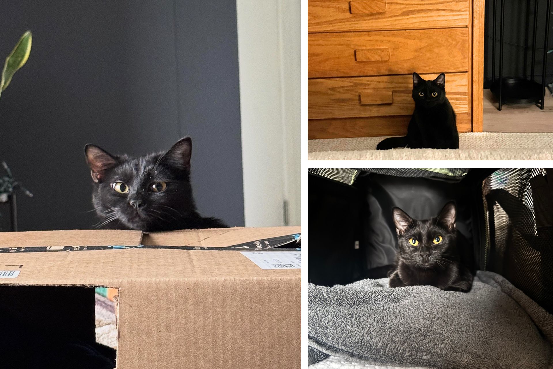 collage of black cat