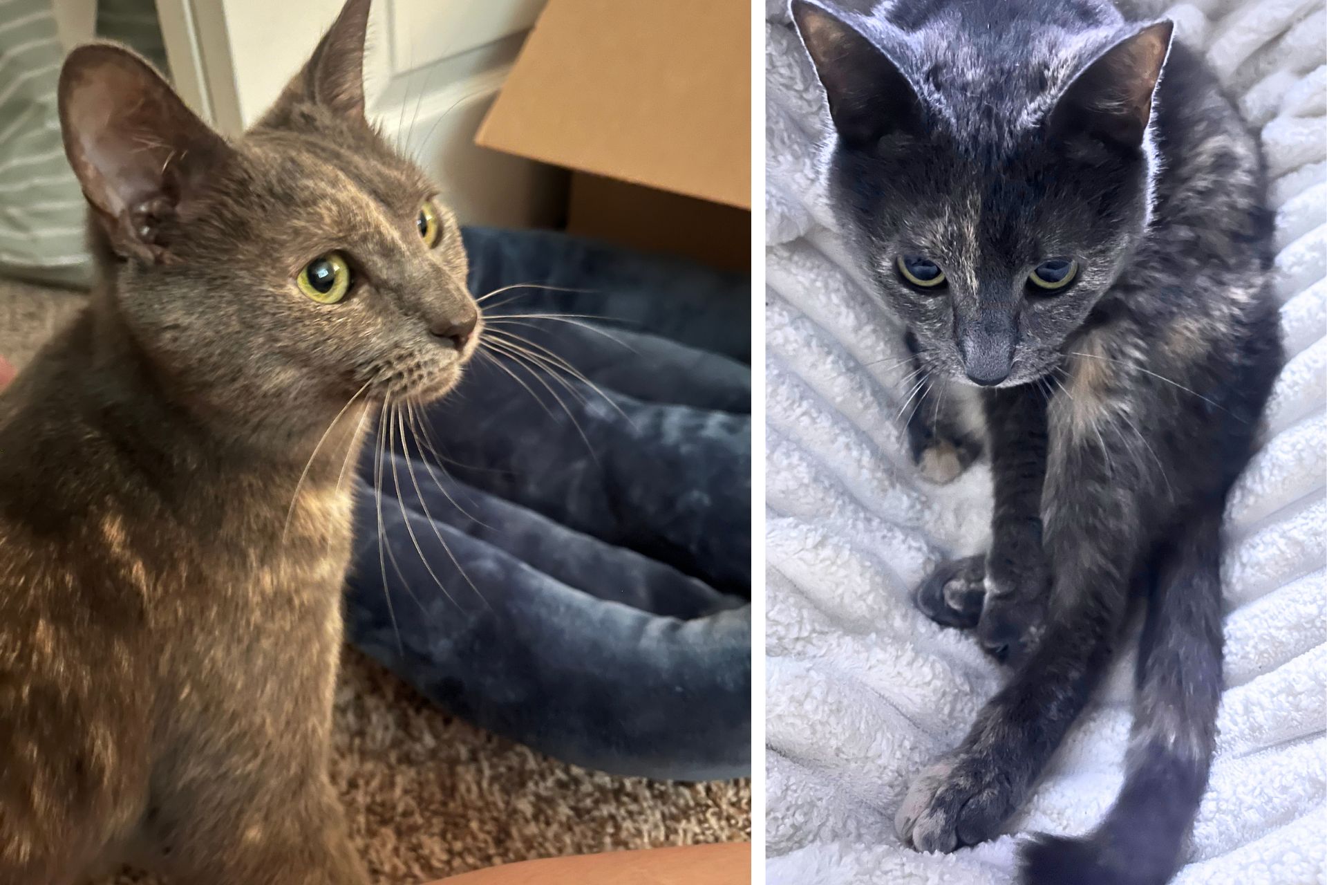 collage of tricolor cat