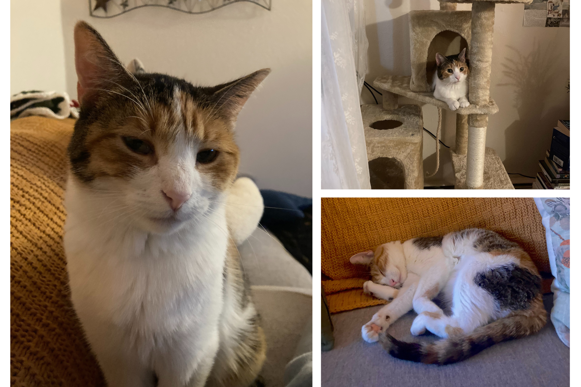 collage of a calico cat