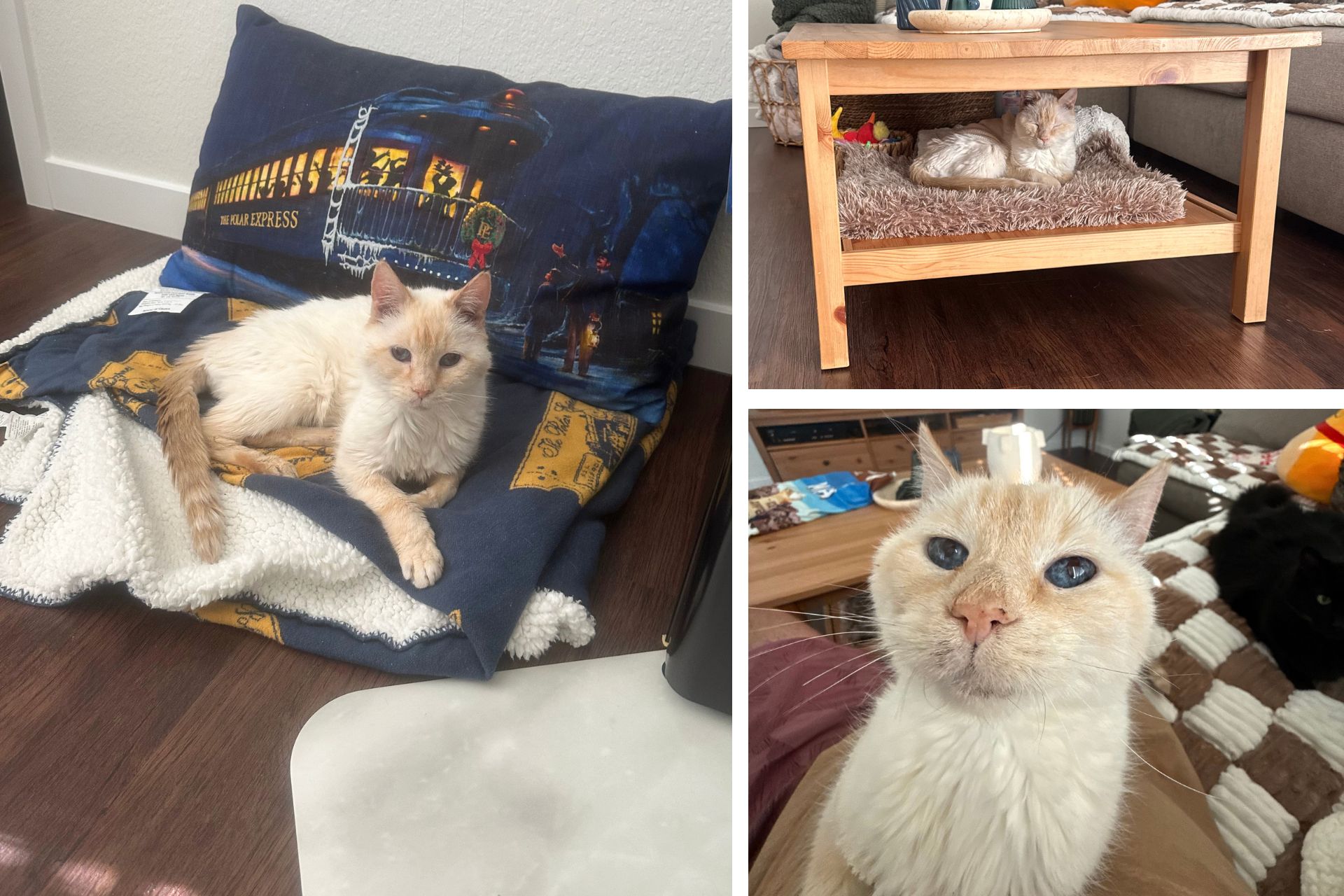 collage of cream colored cat